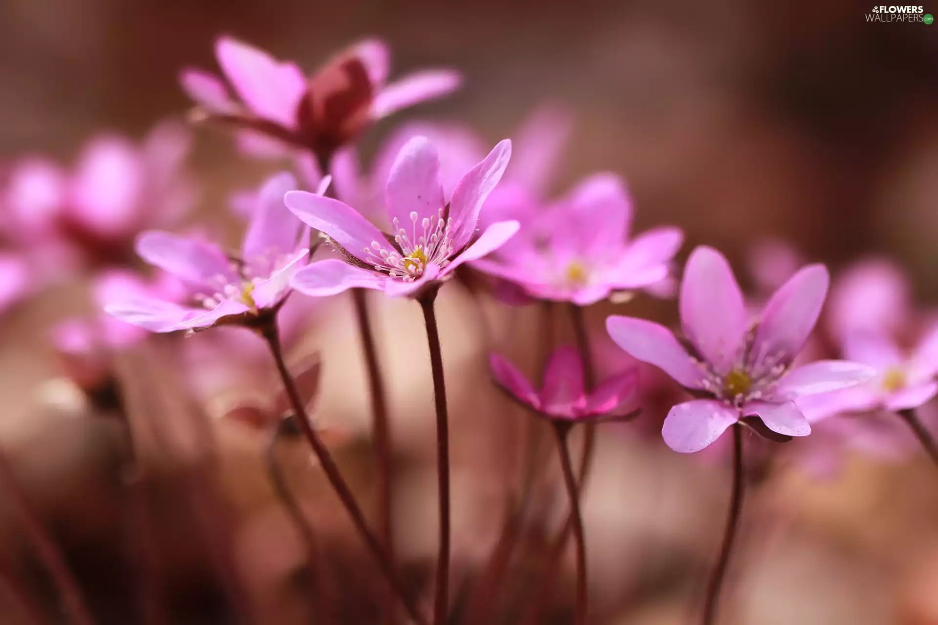 Flowers, Pink, Liverworts
