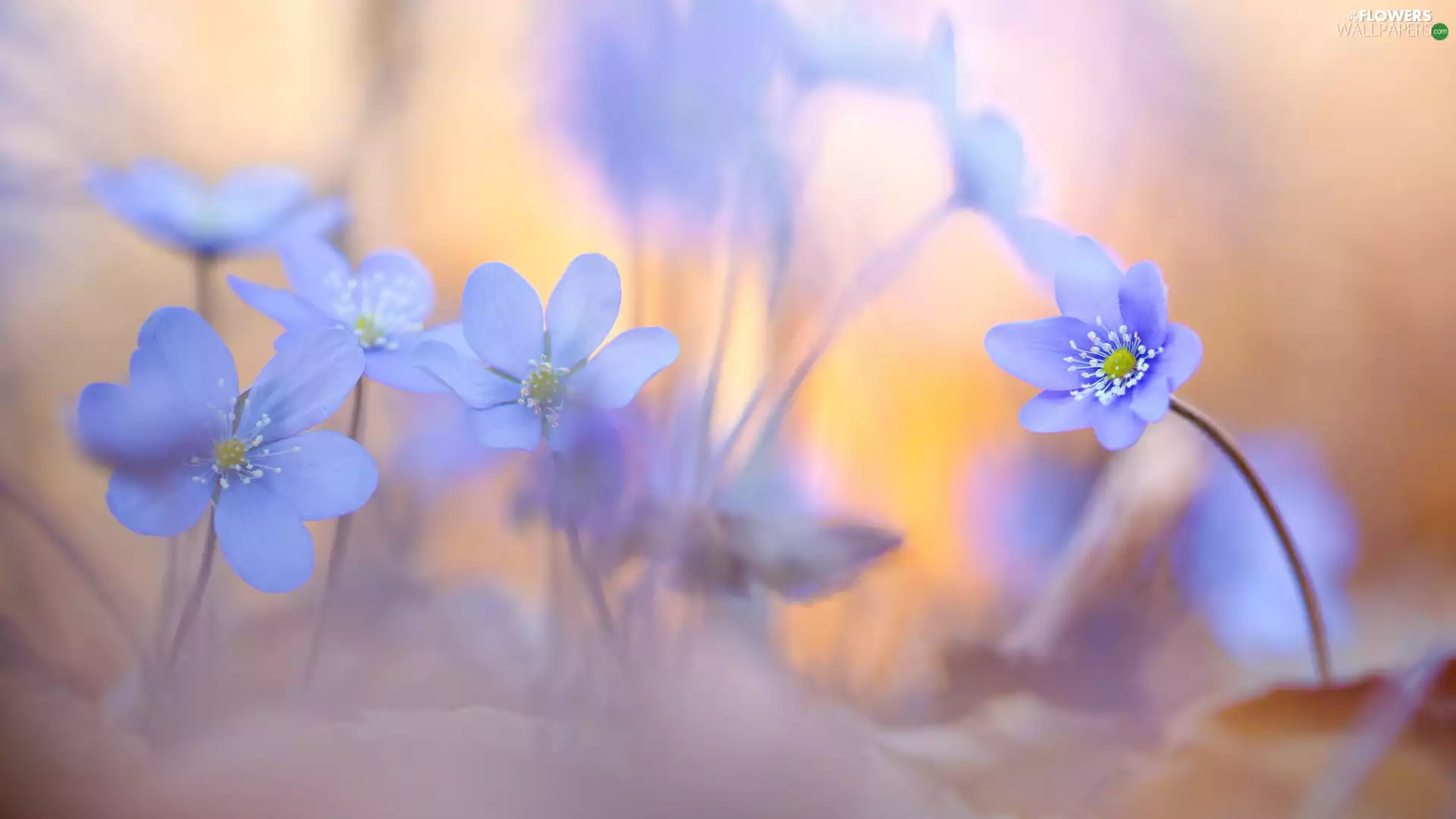 Liverworts, Light Purple, Flowers