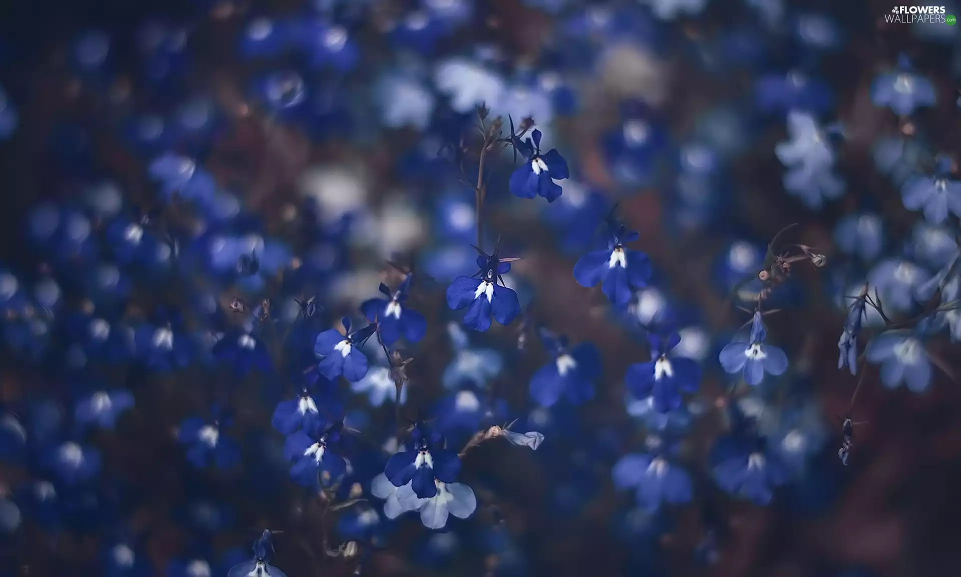 Flowers, lobelia
