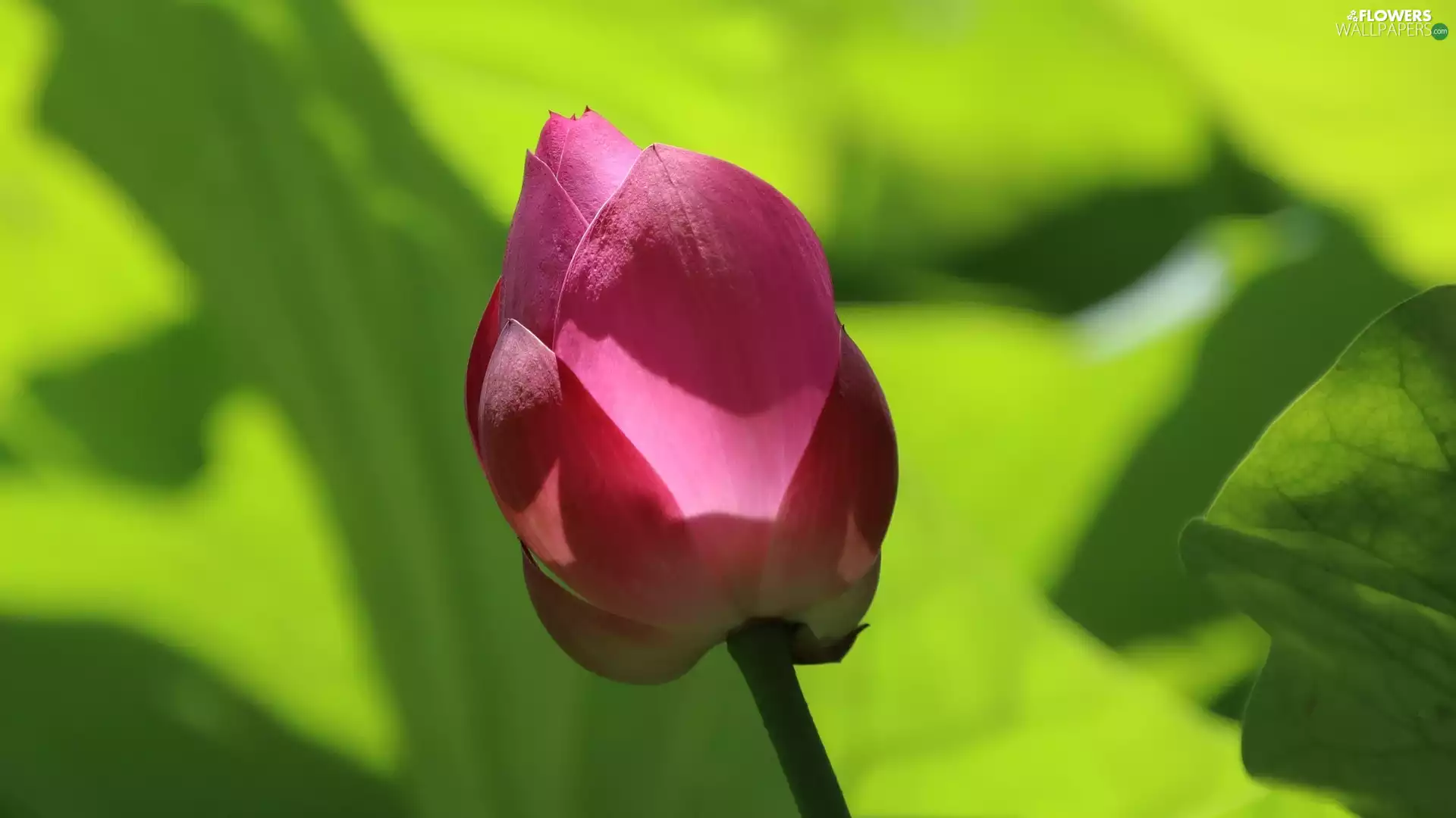 Colourfull Flowers, lotus, Leaf, bud