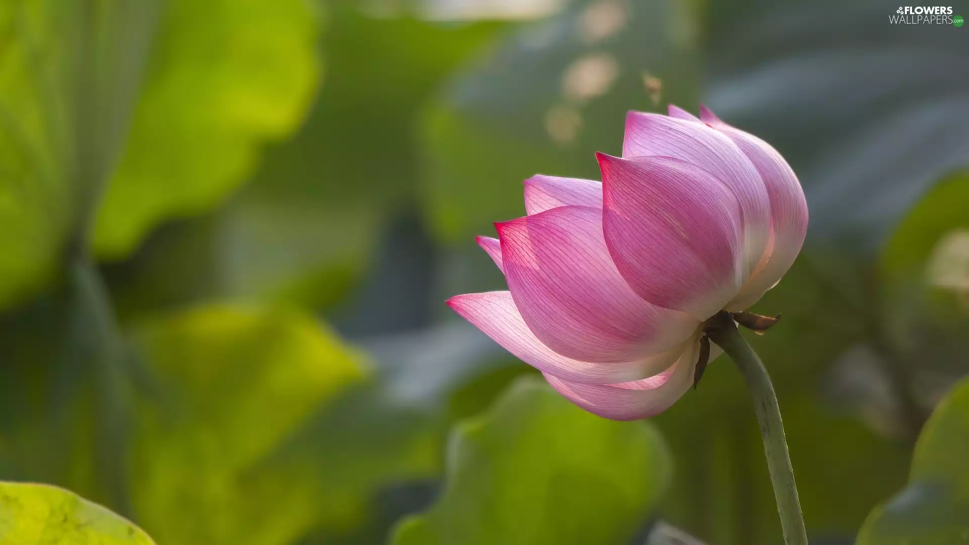 lotus, blooming, Colourfull Flowers