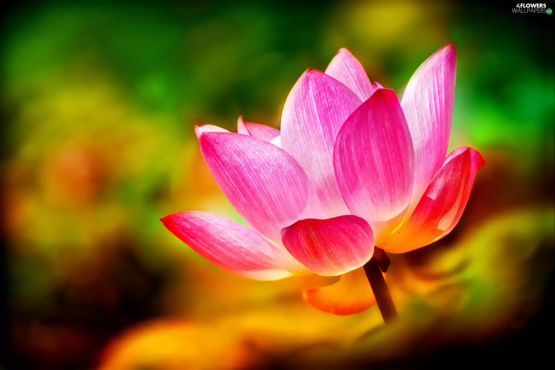 lotus, Pink, Colourfull Flowers