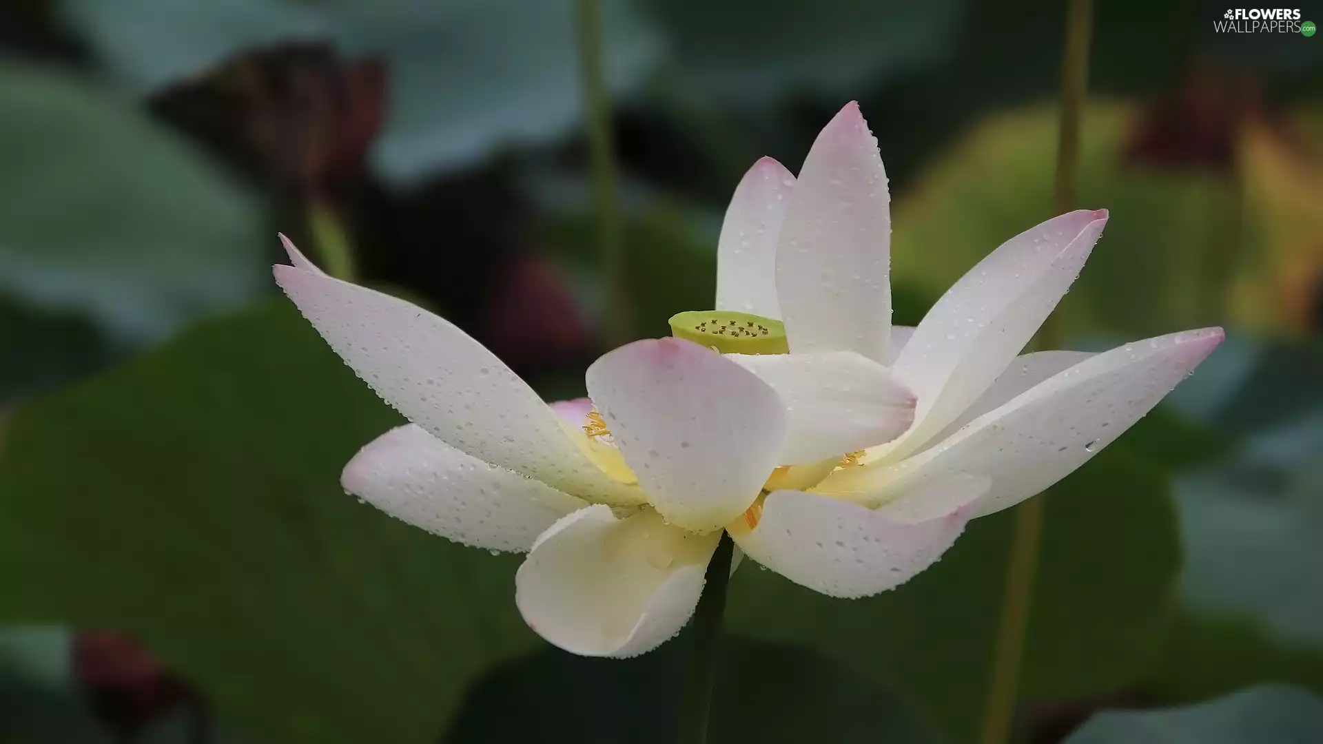 Colourfull Flowers, lotus, Leaf, developed