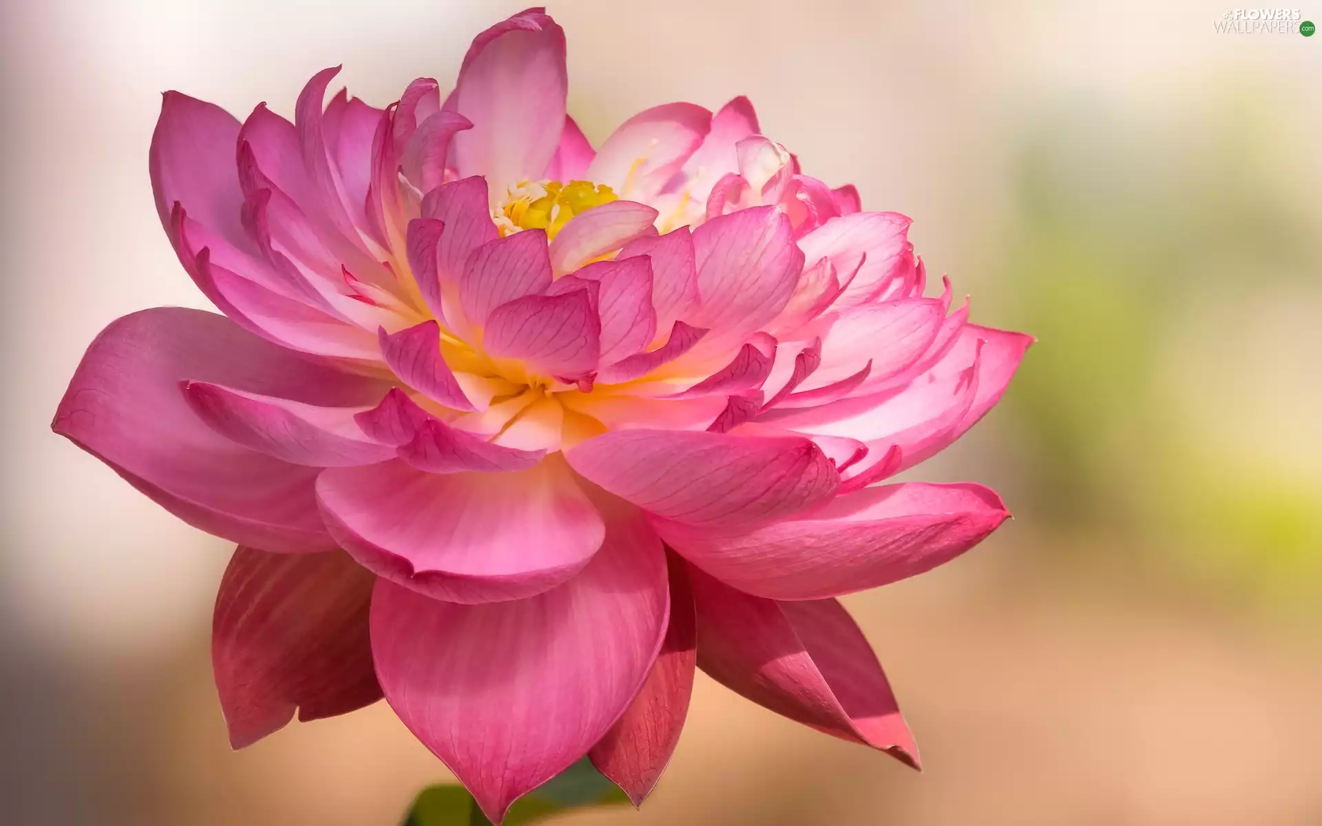 Colourfull Flowers, lotus, rapprochement, Pink