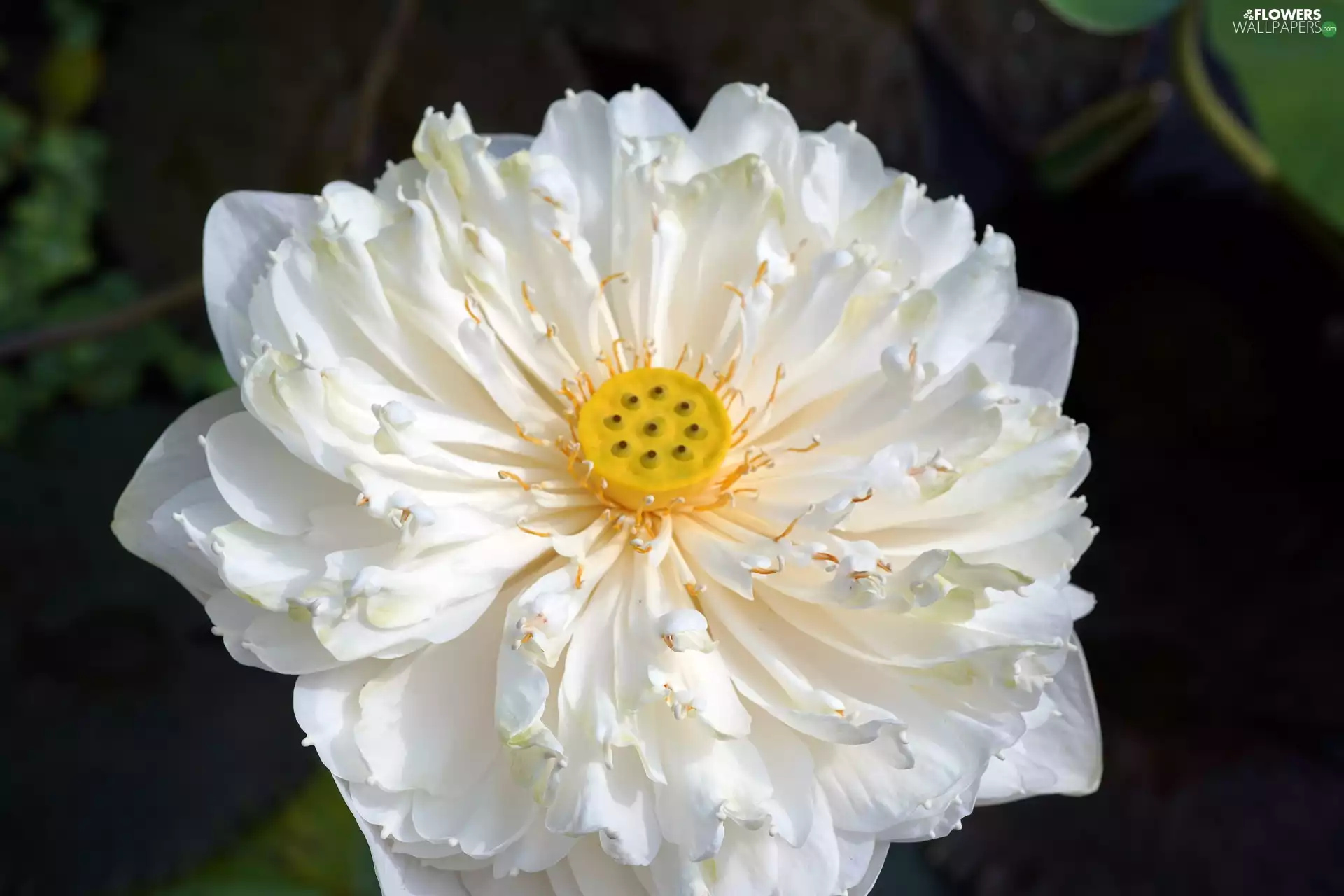Colourfull Flowers, lotus, Leaf, White