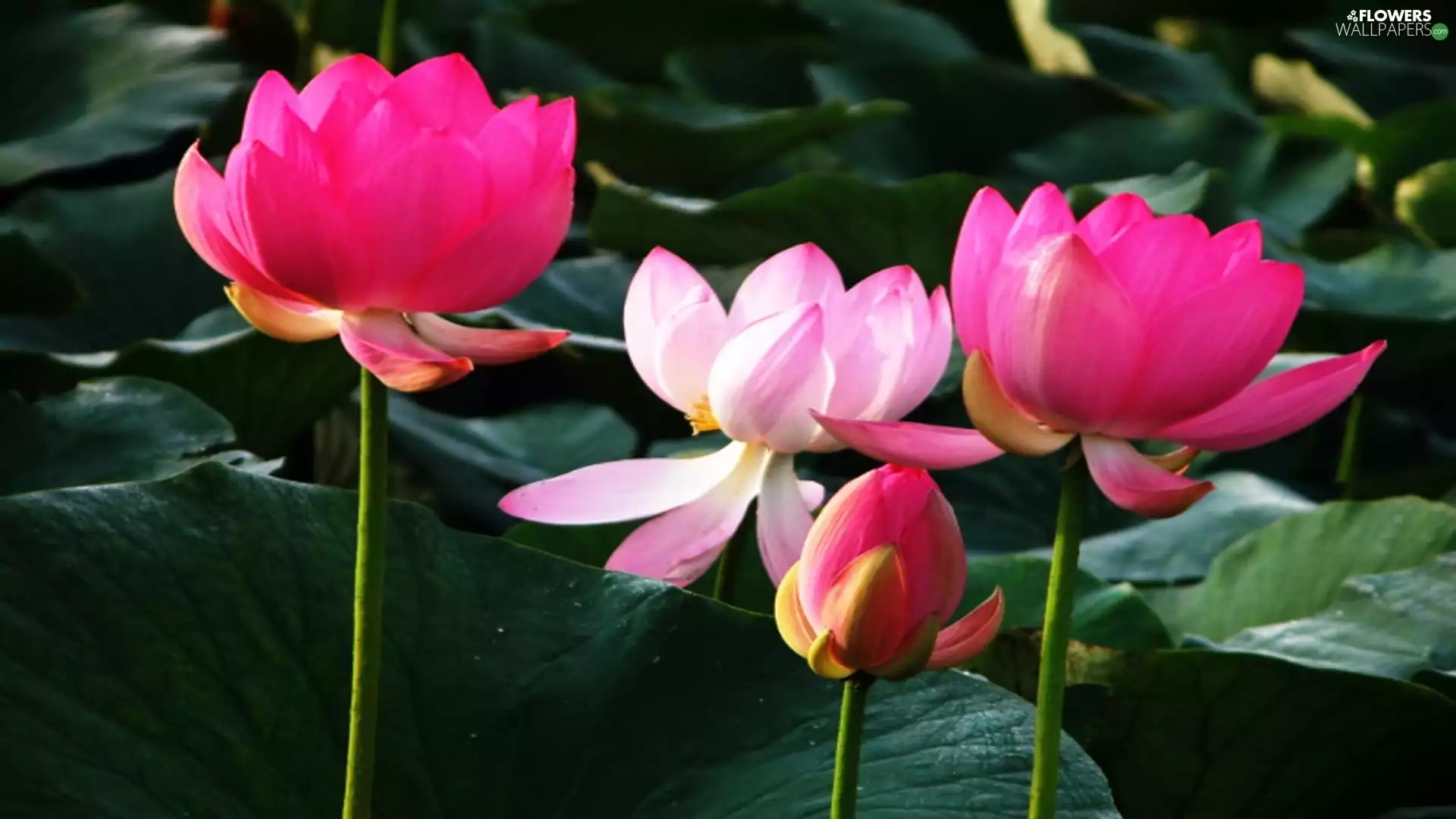 Flowers, lotus