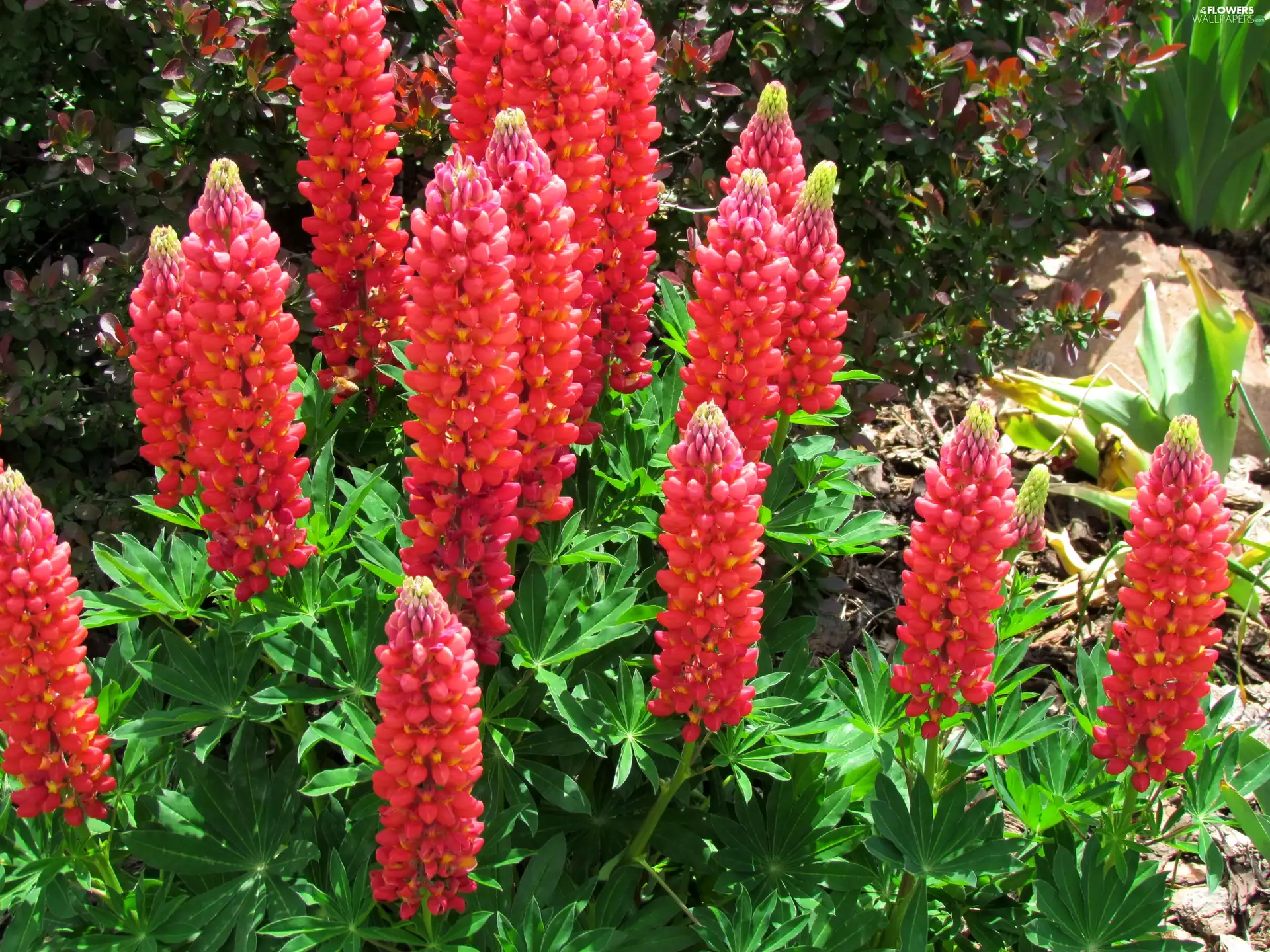 Flowers, lupine