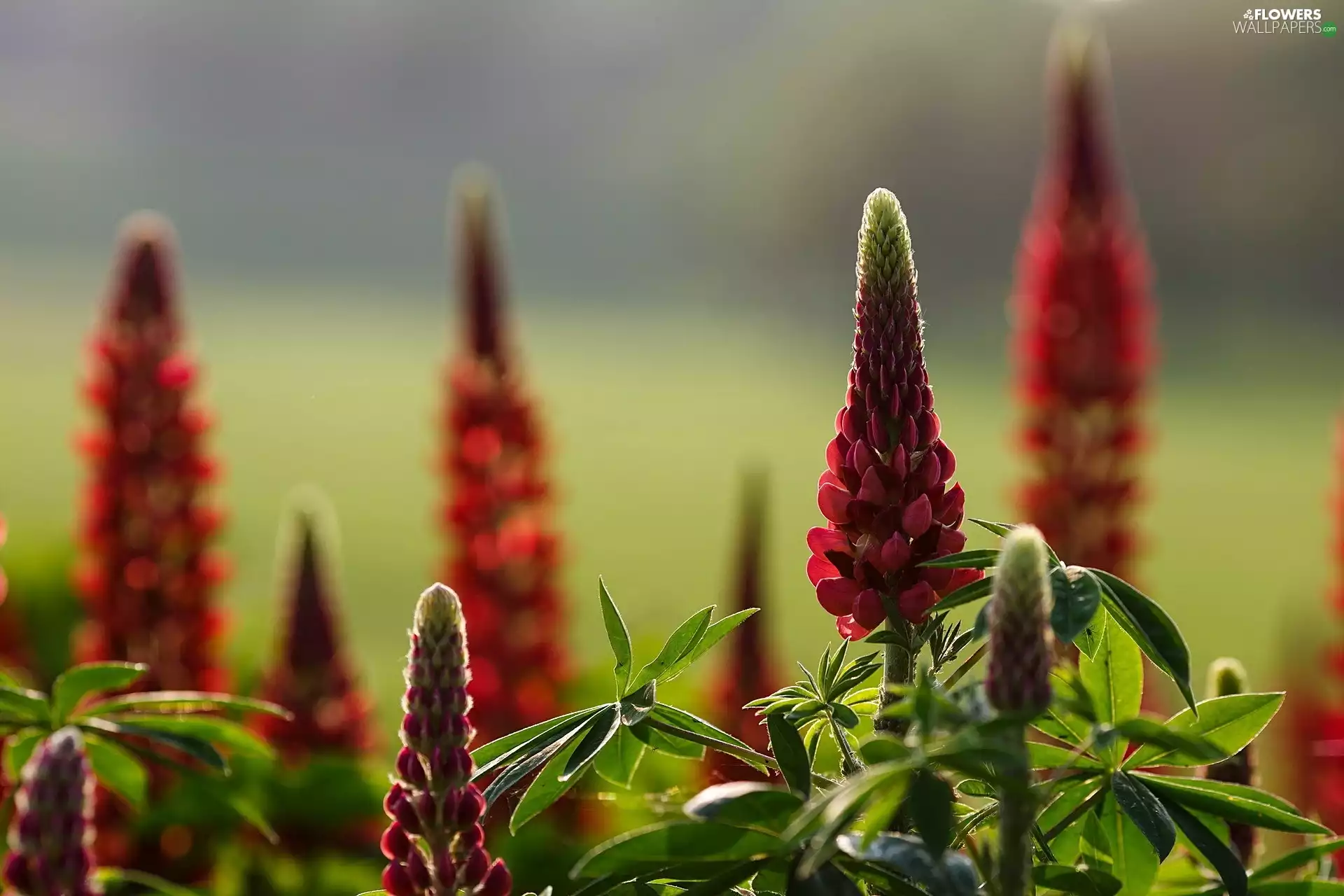 Flowers, lupine