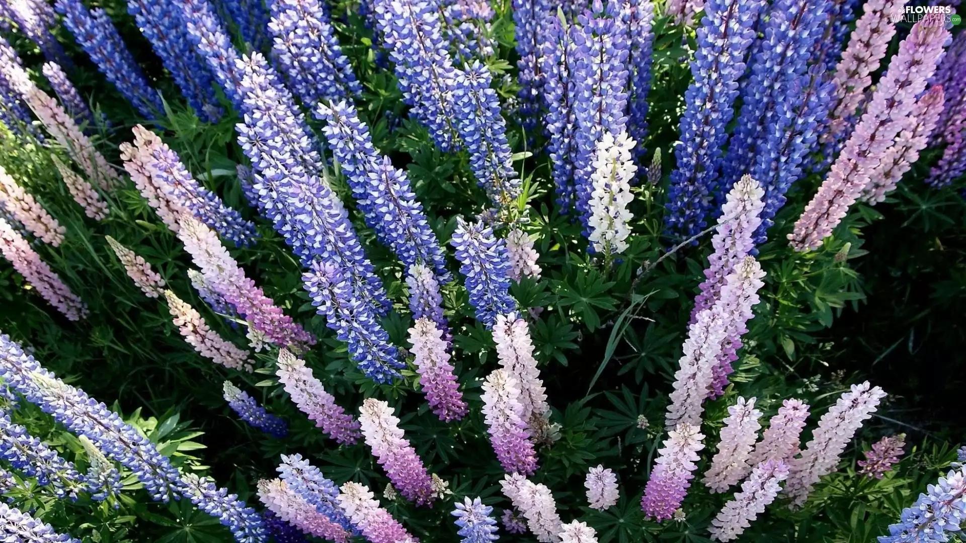 Flowers, lupine