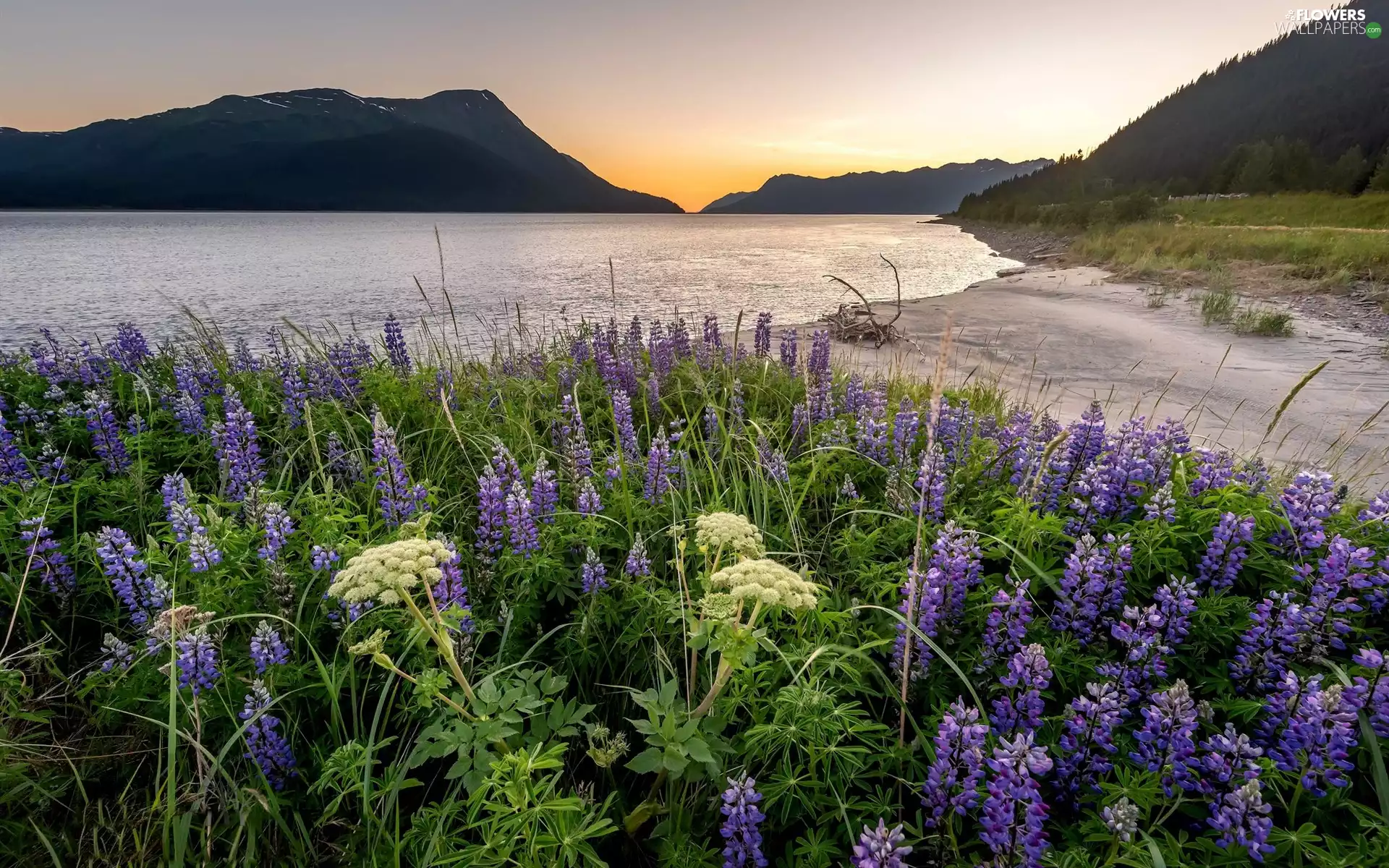 River, Flowers, lupine, The Hills
