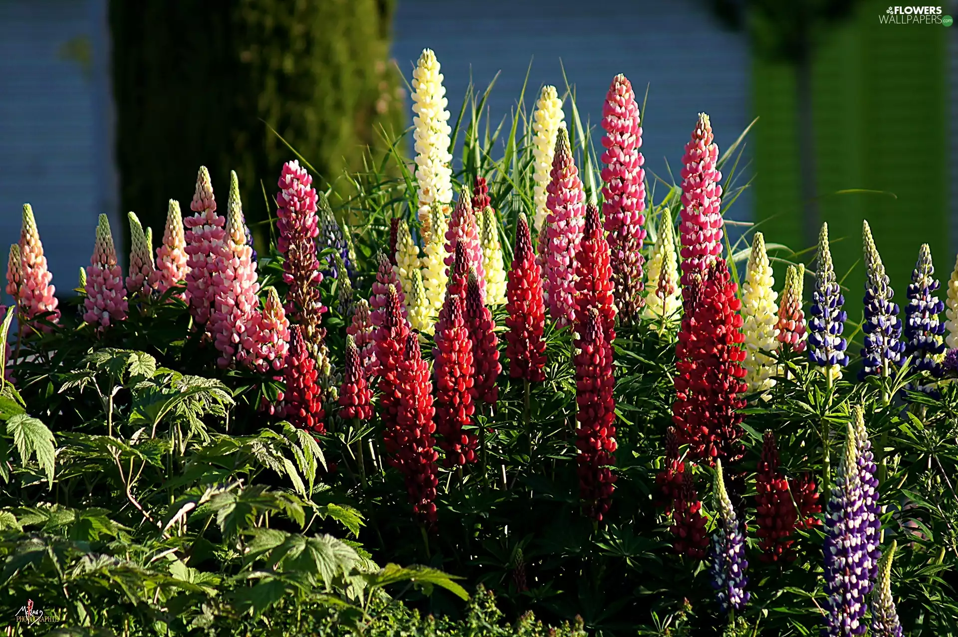 Flowers, lupine