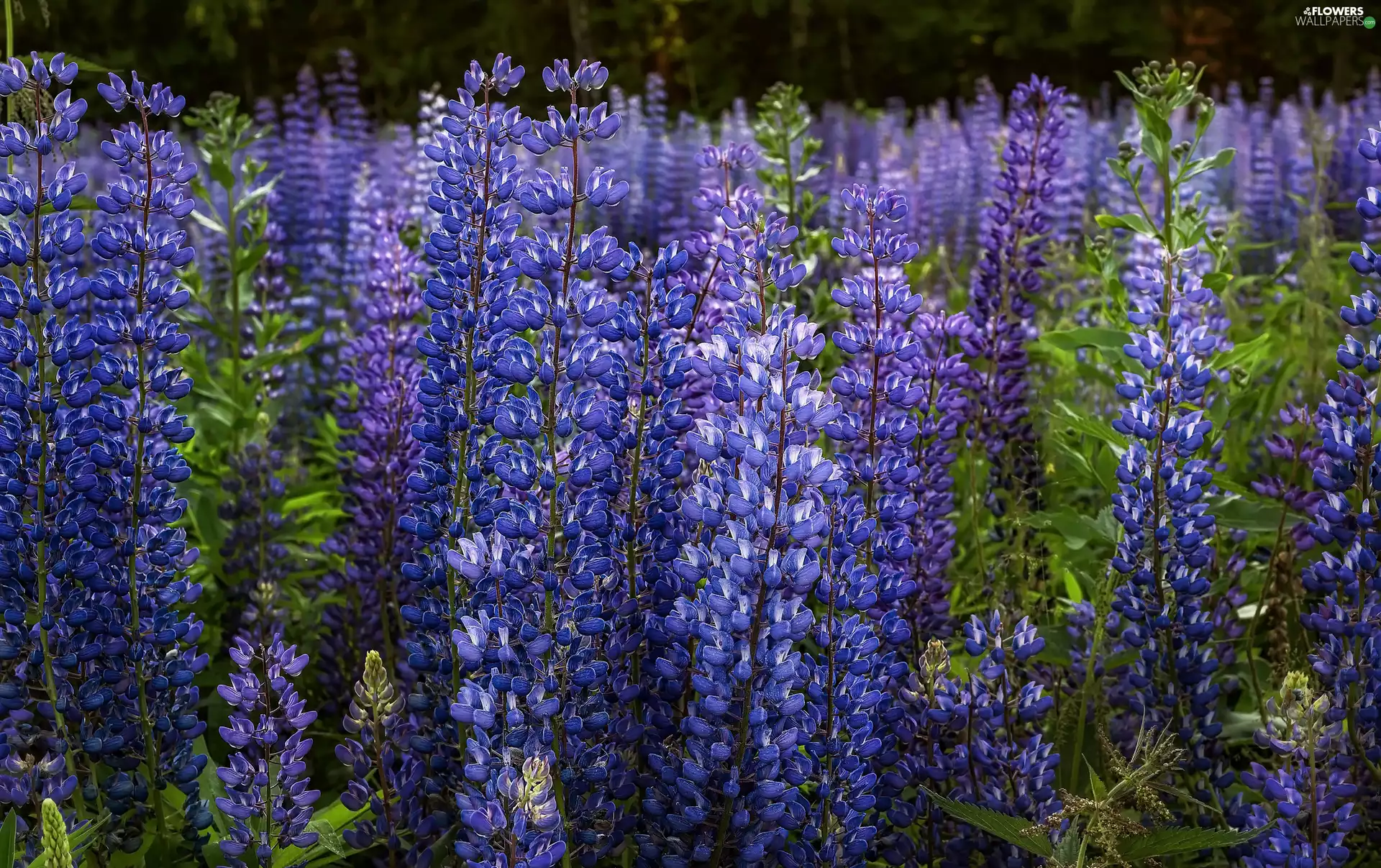 Flowers, lupins
