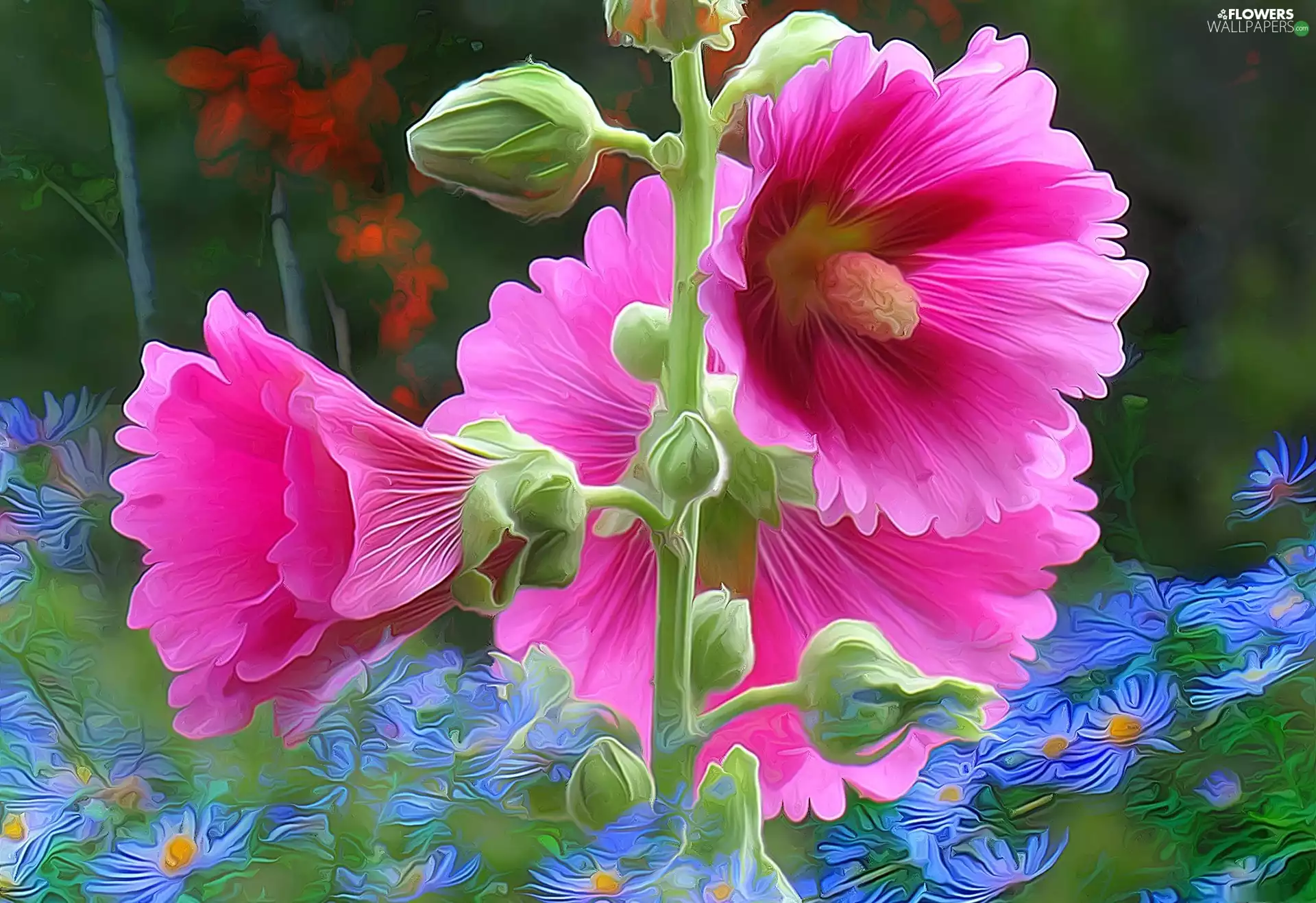 Flowers, mallow