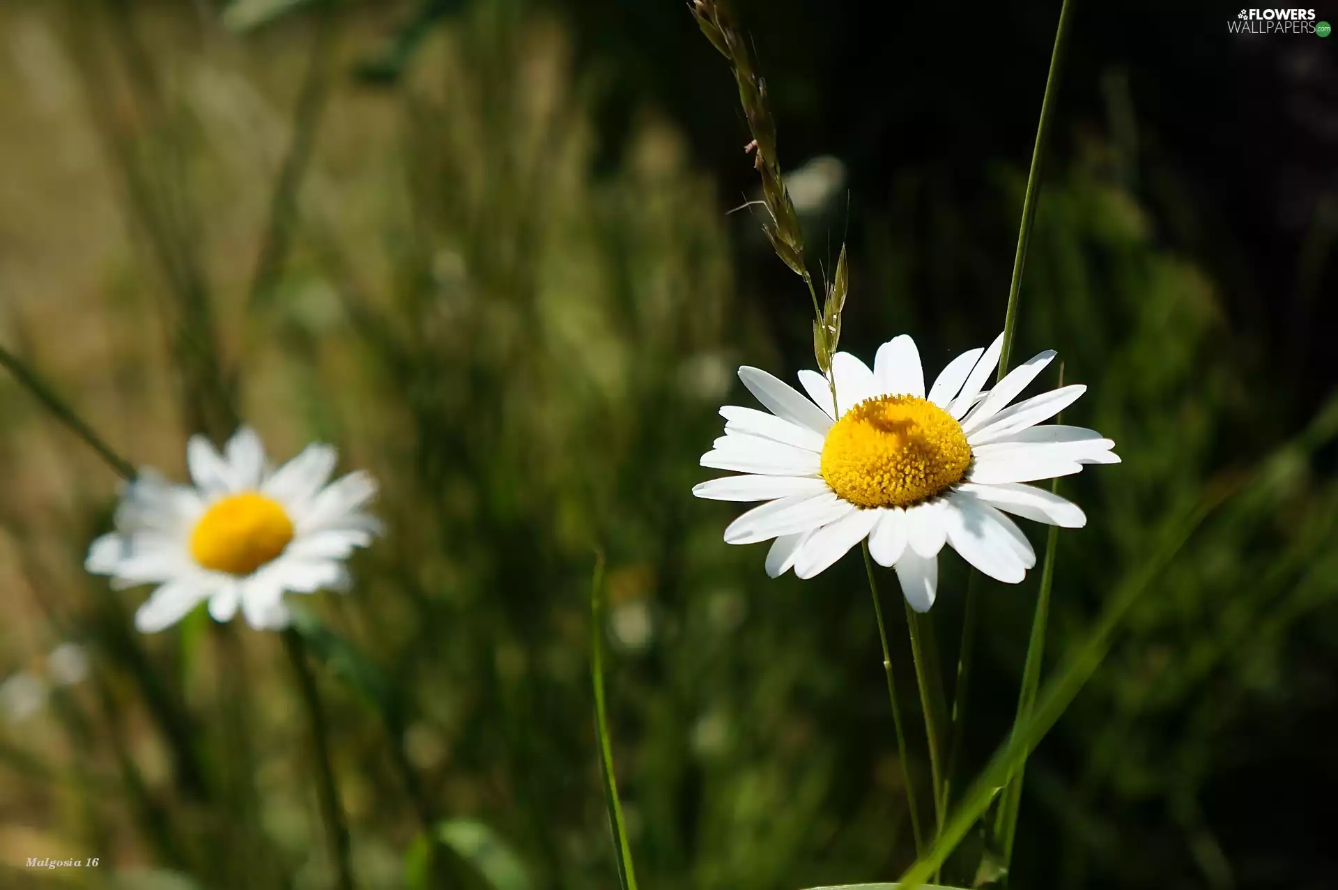 Flowers, Margaret
