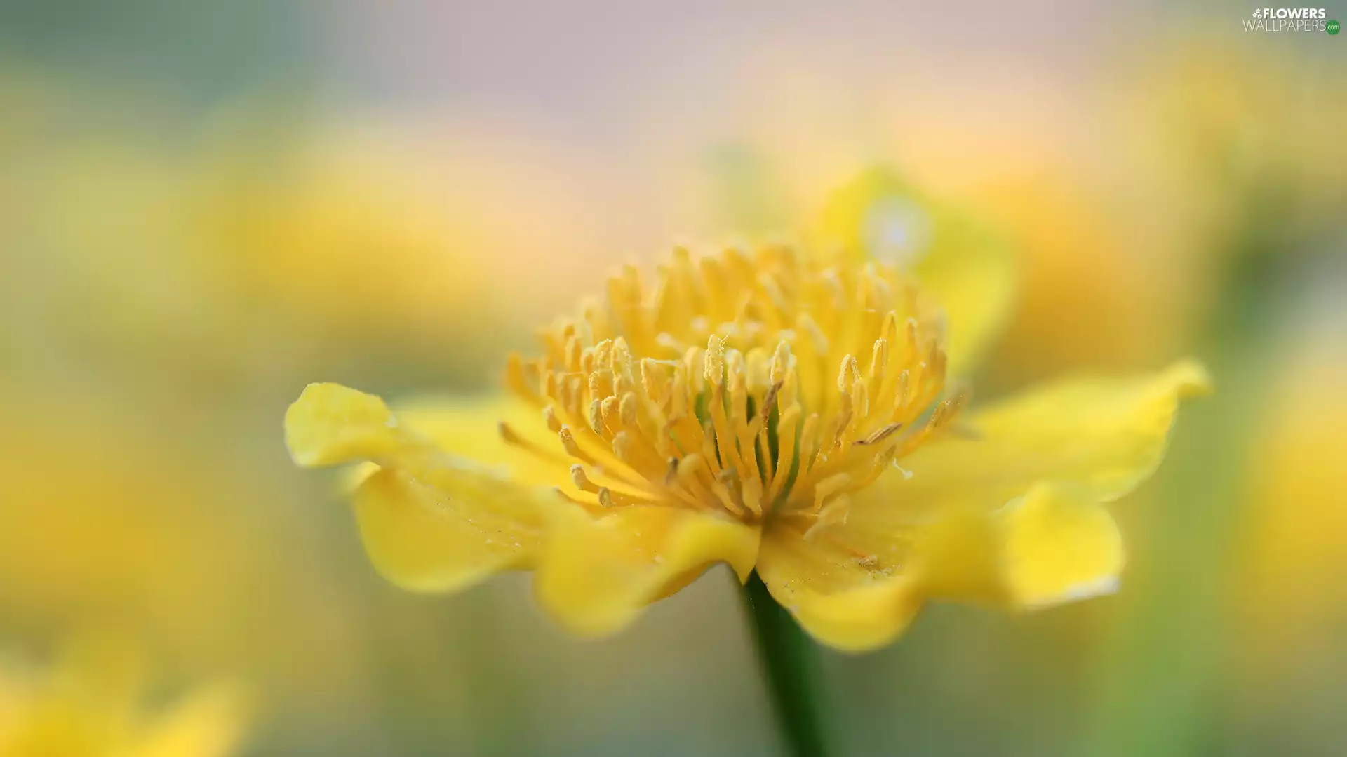 buttercup, Yellow, Colourfull Flowers, Marsh-Marigold