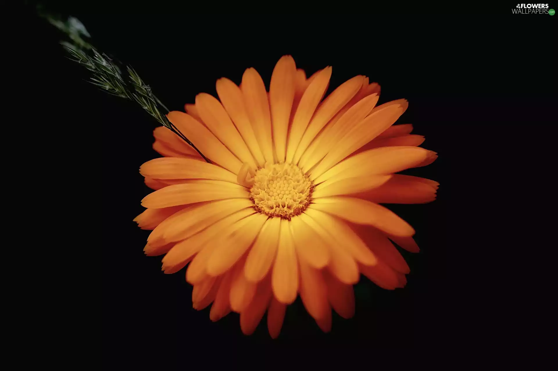 Marigold, Orange, Colourfull Flowers