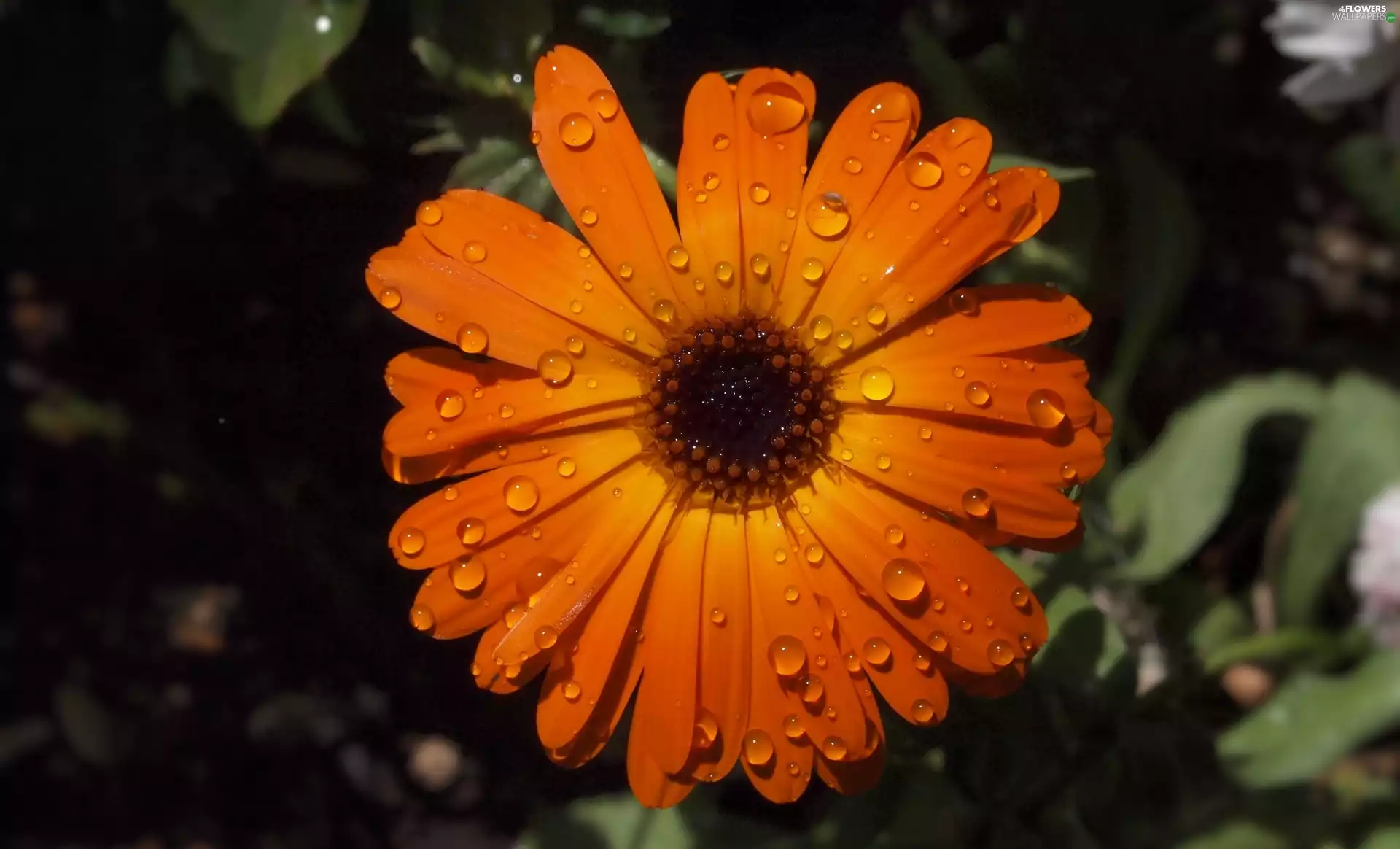 Colourfull Flowers, Marigold, drops, Orange