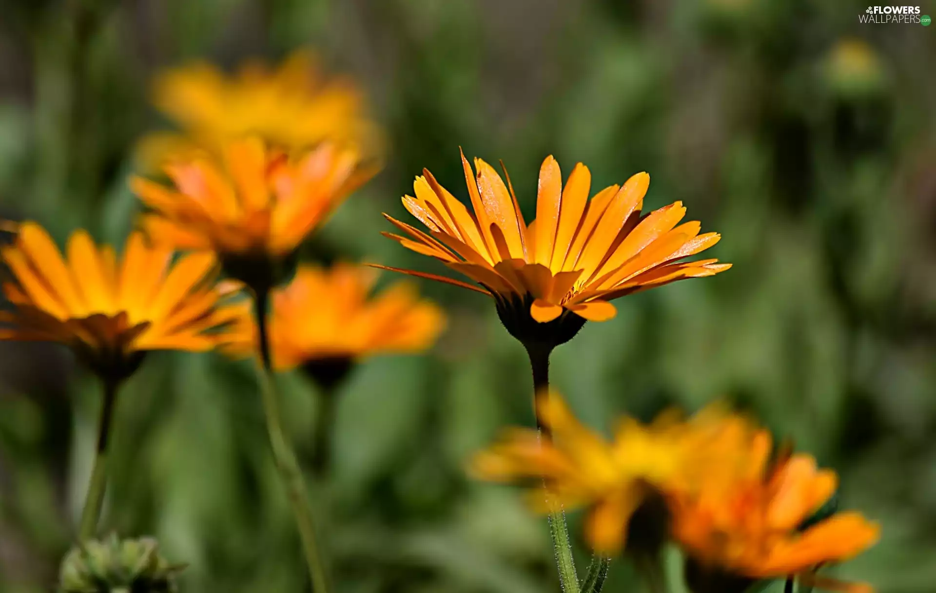 Flowers, Marigold