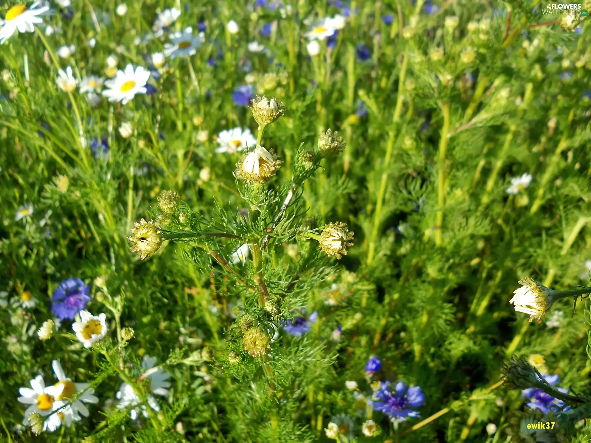 Flowers, chamomile, Meadow