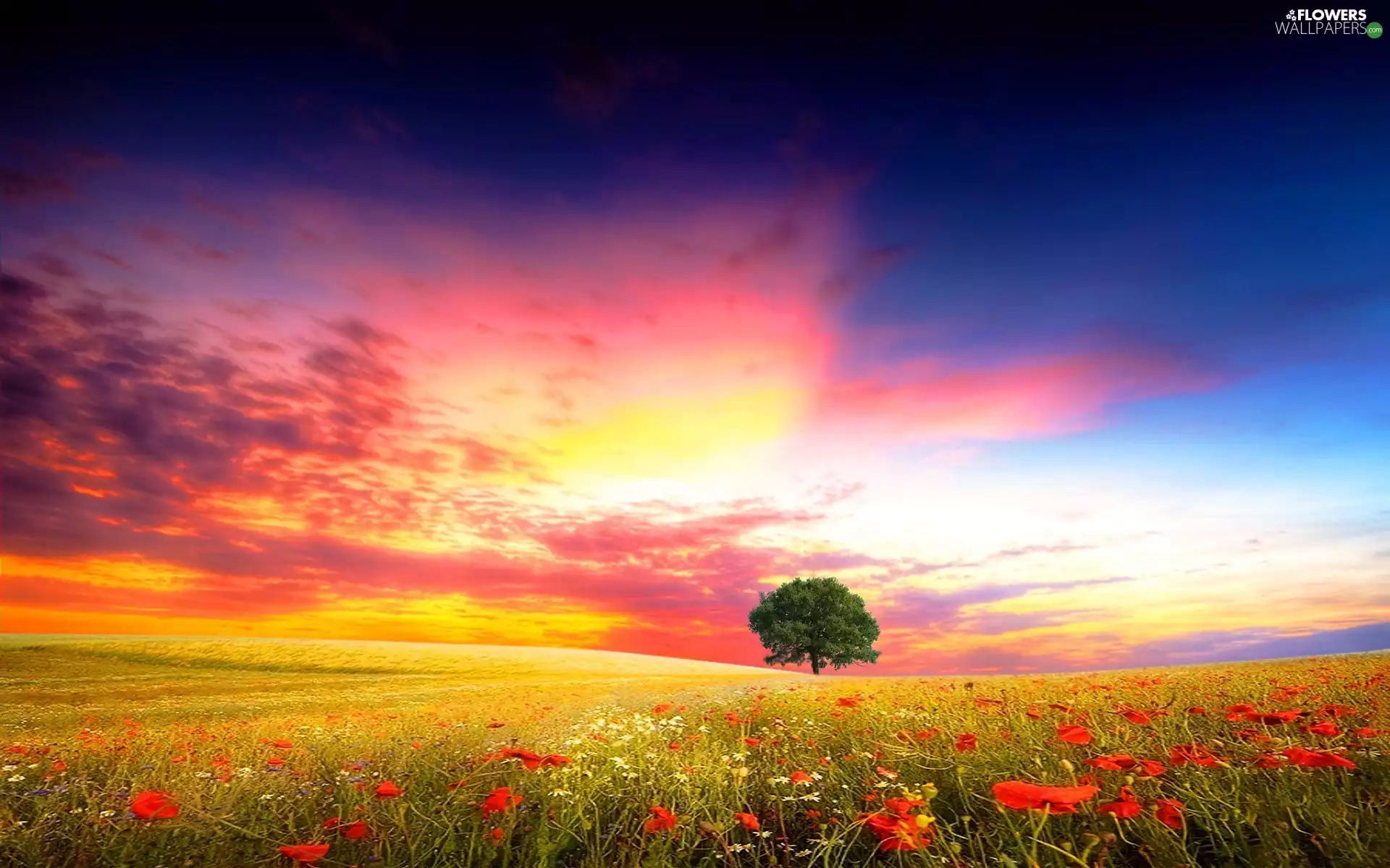 Meadow, trees, clouds, Flowers