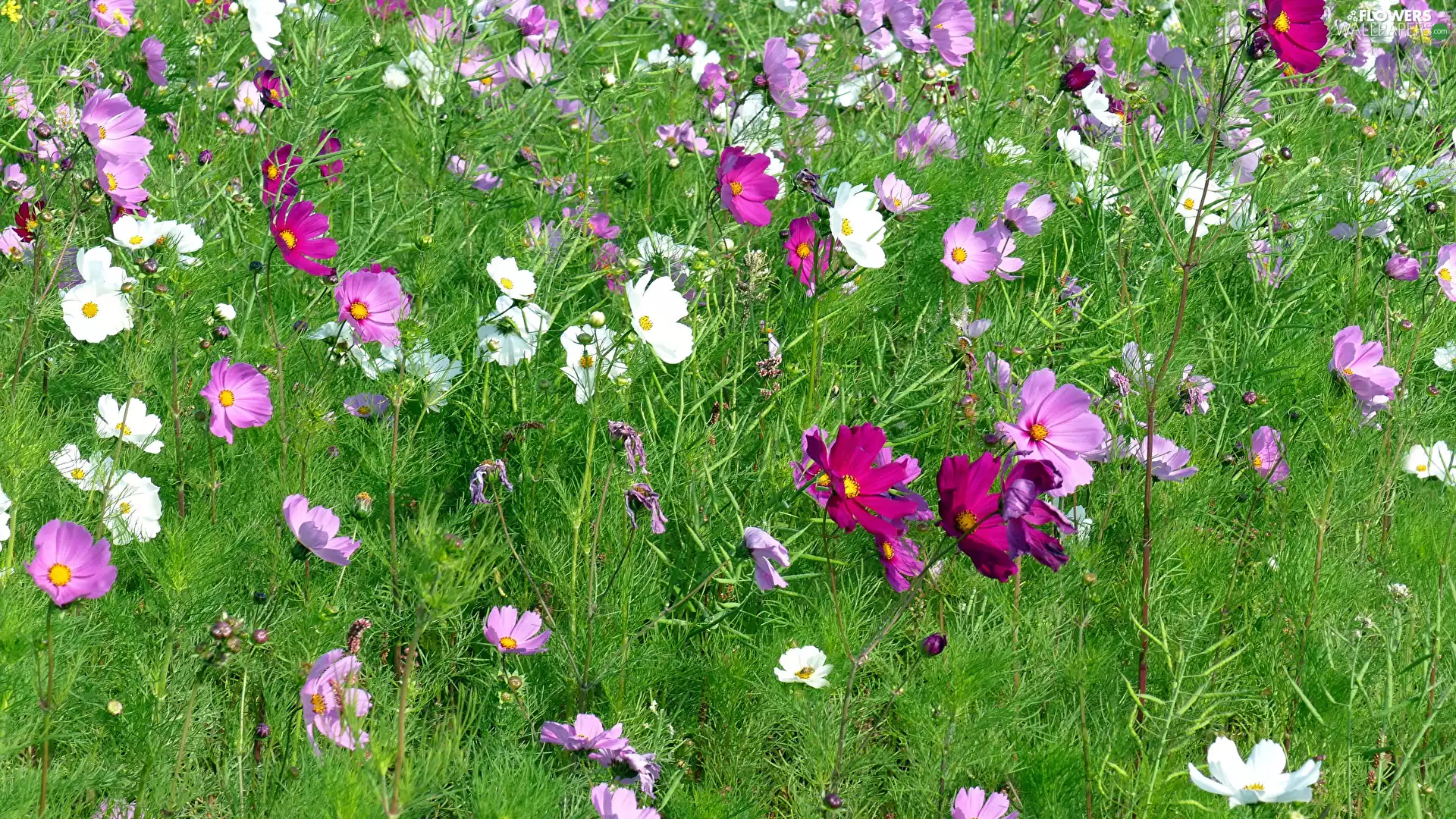 Meadow, color, Cosmos, Flowers