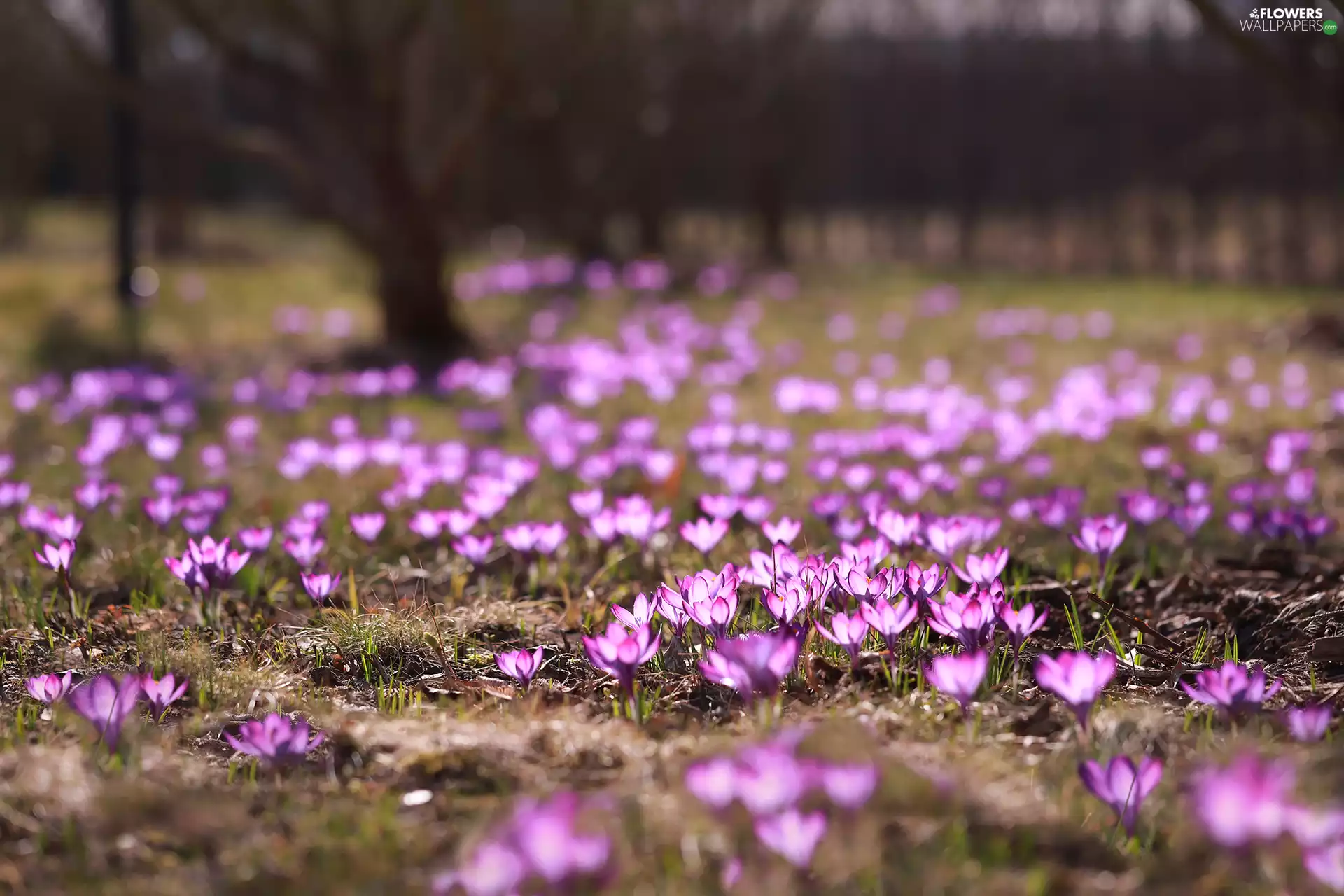 Flowers, crocuses, Meadow