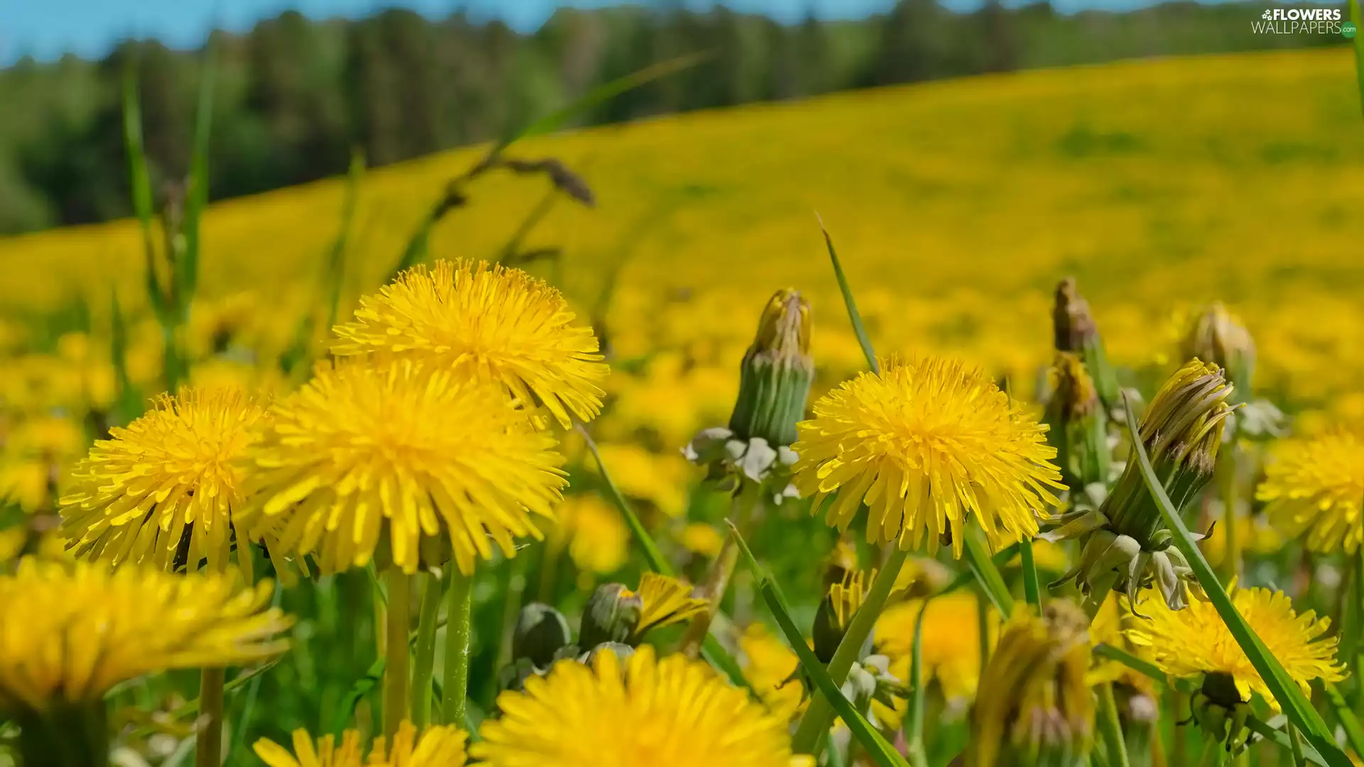 Meadow, Common Dandelion, Flowers