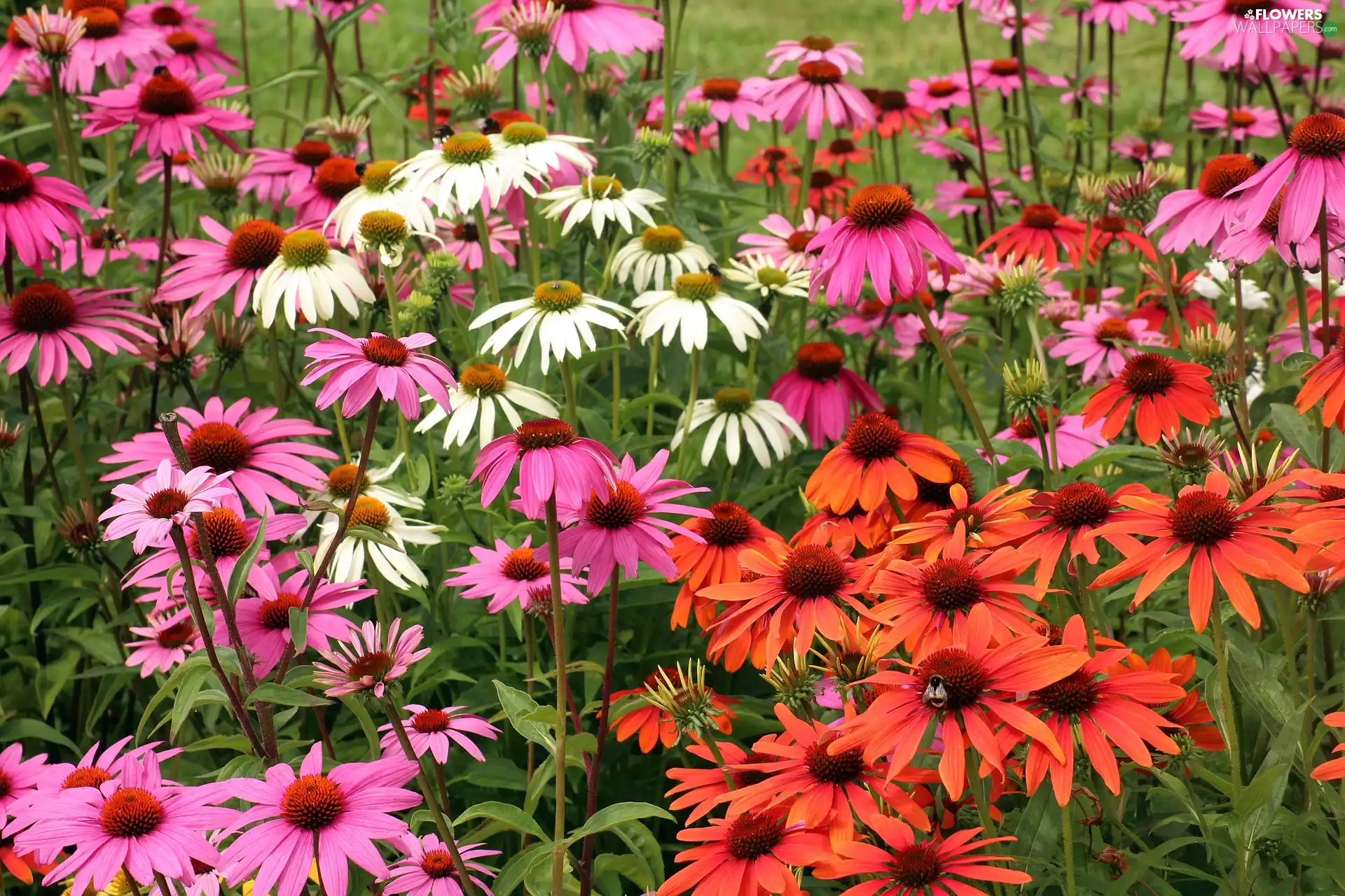 Meadow, color, echinacea, Flowers