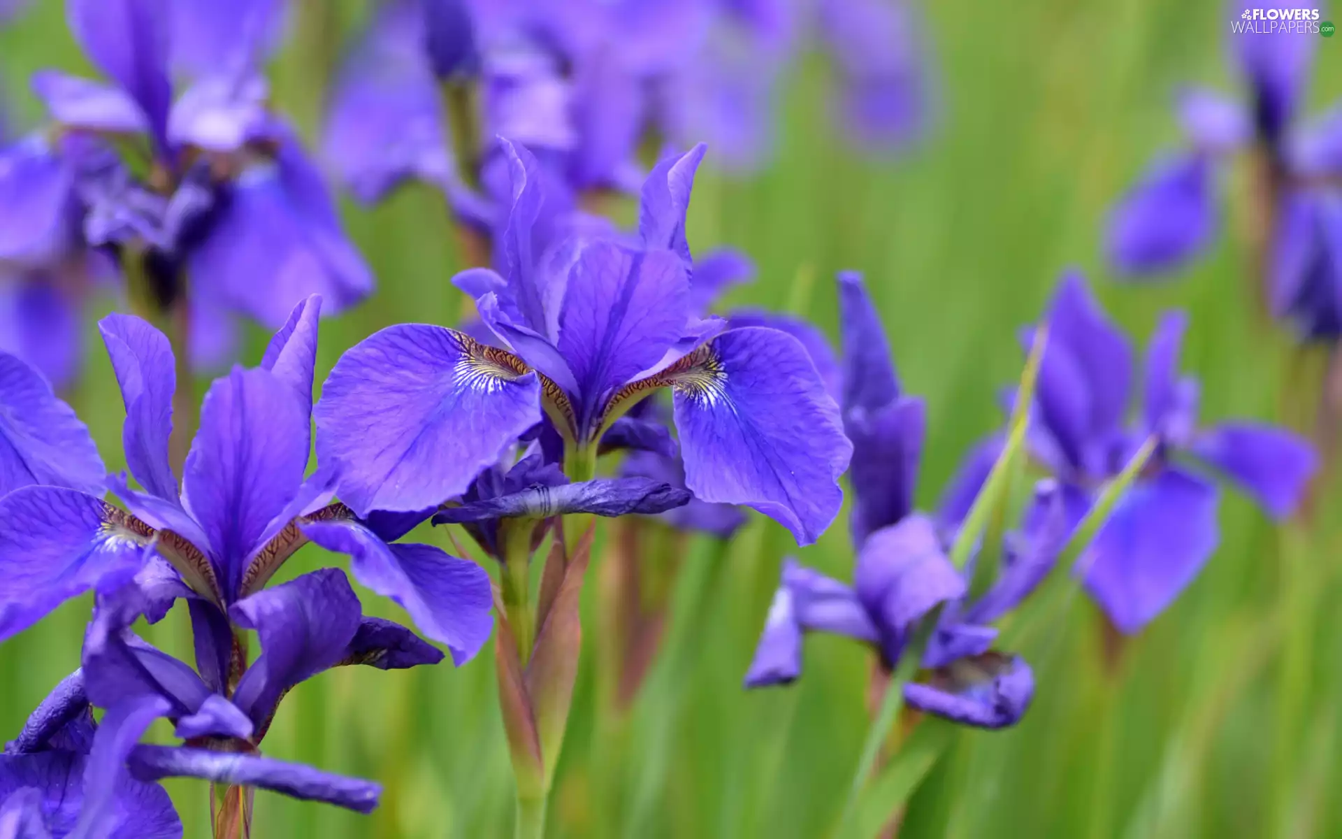 Meadow, Blue, Irises, Flowers