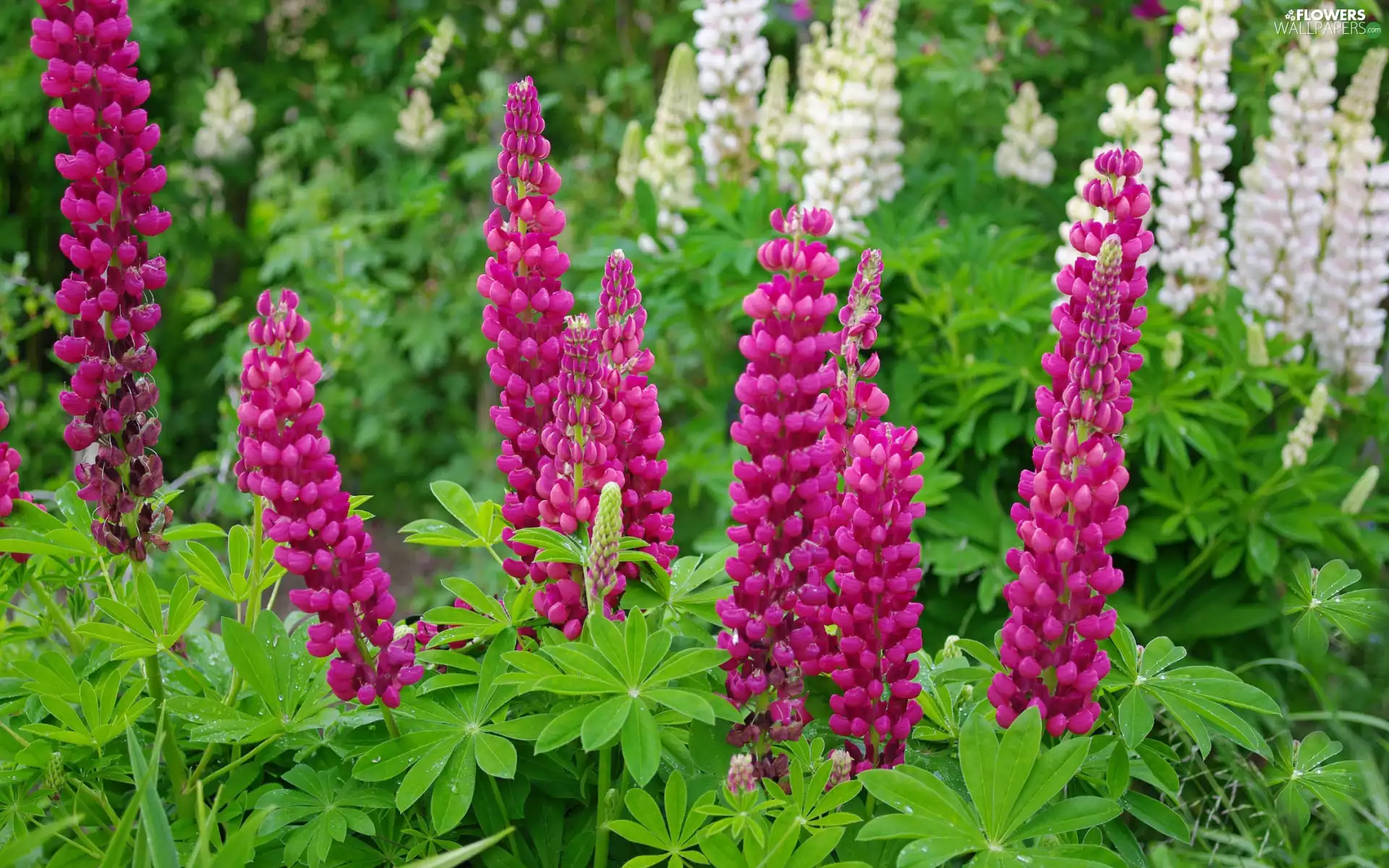 Meadow, color, lupine, Flowers