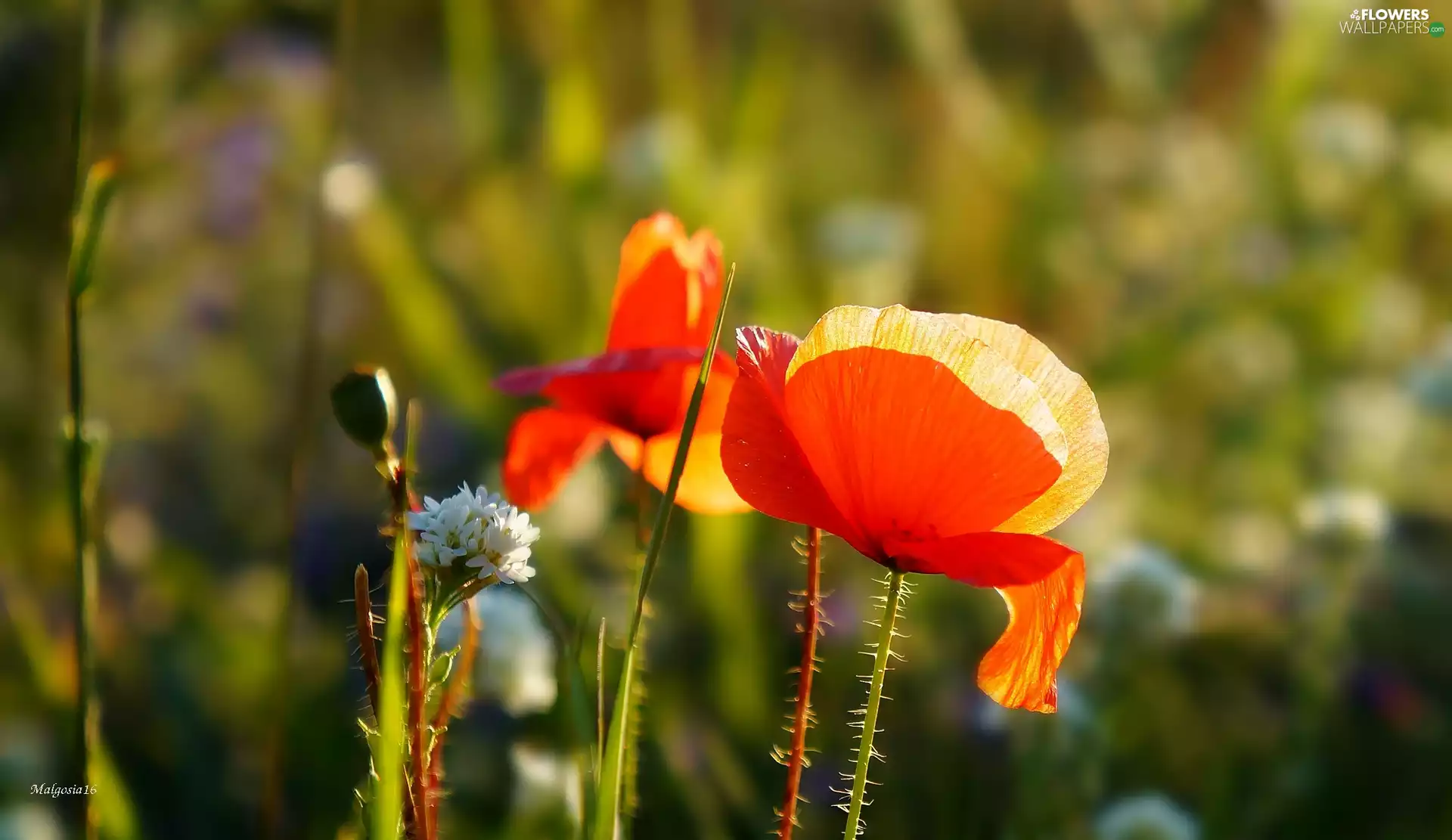 Meadow, Red, papavers, Flowers