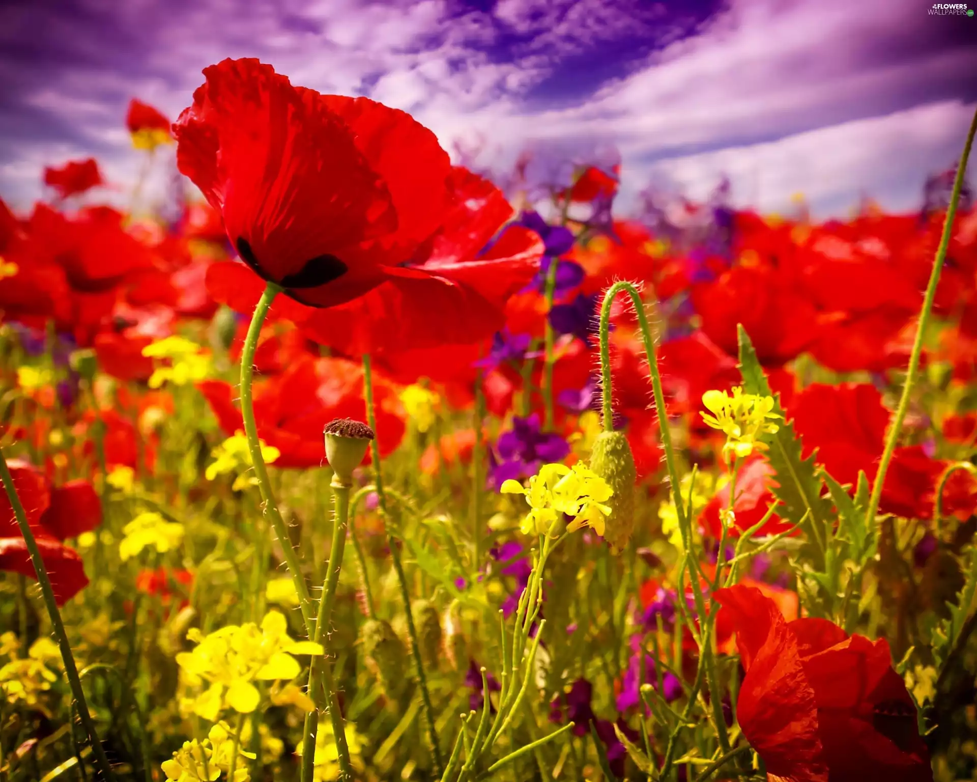 Flowers, papavers, Meadow