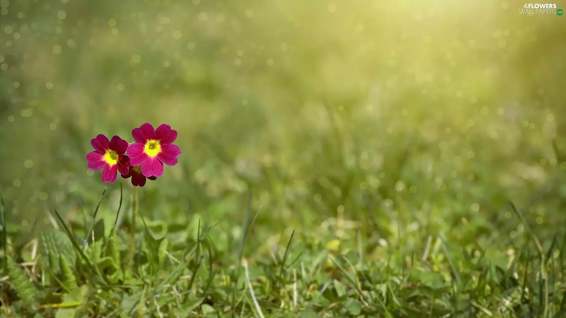 Colourfull Flowers, Meadow, grass, primrose