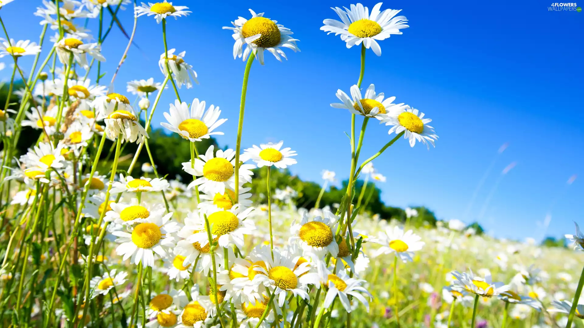Meadow, camomiles, Sky, Flowers