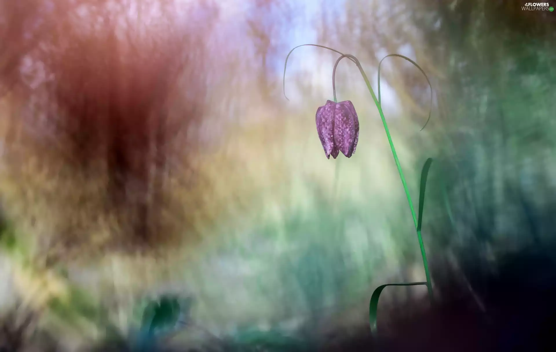 Colorful Background, Colourfull Flowers, Fritillaria meleagris
