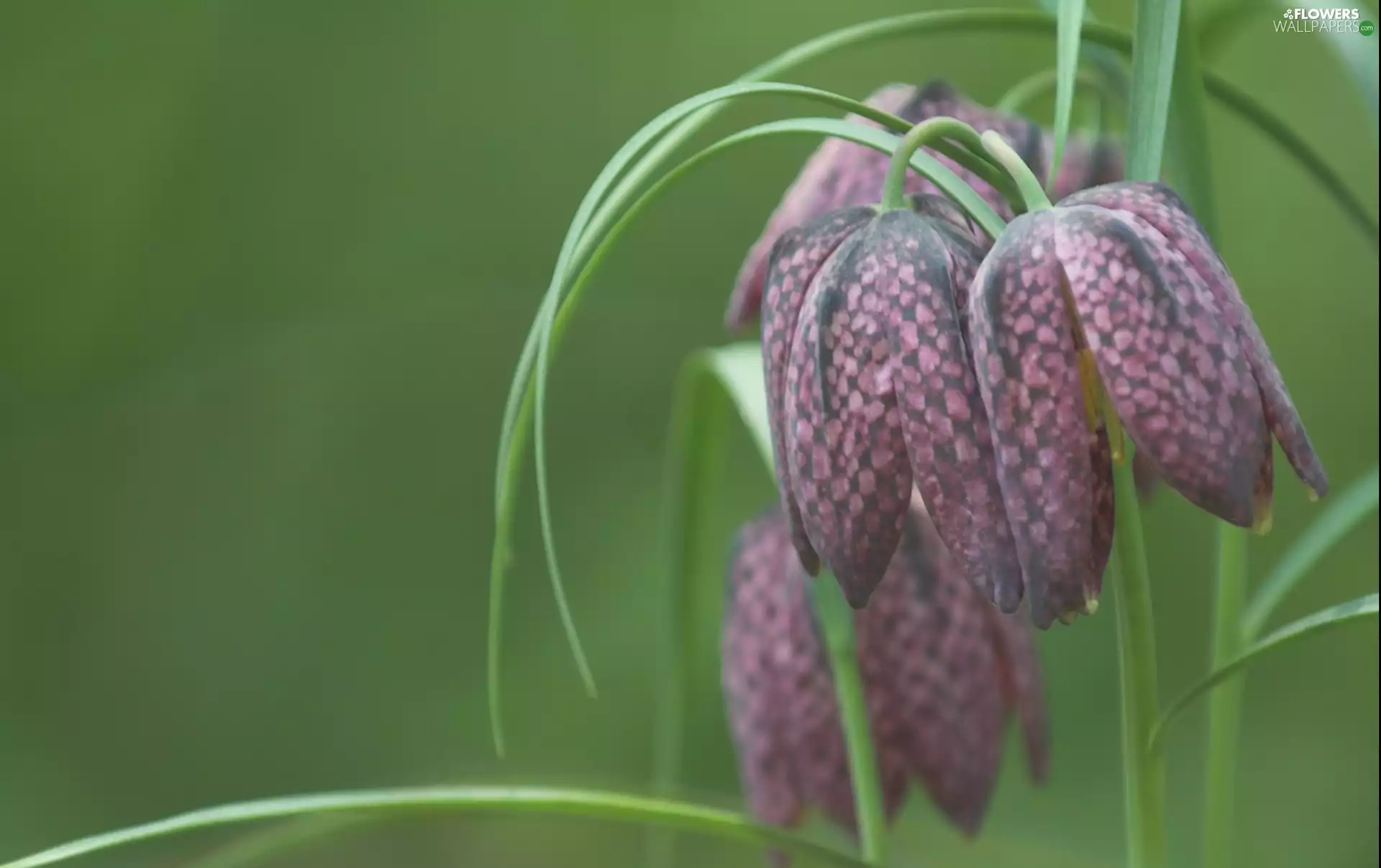 Flowers, Fritillaria meleagris