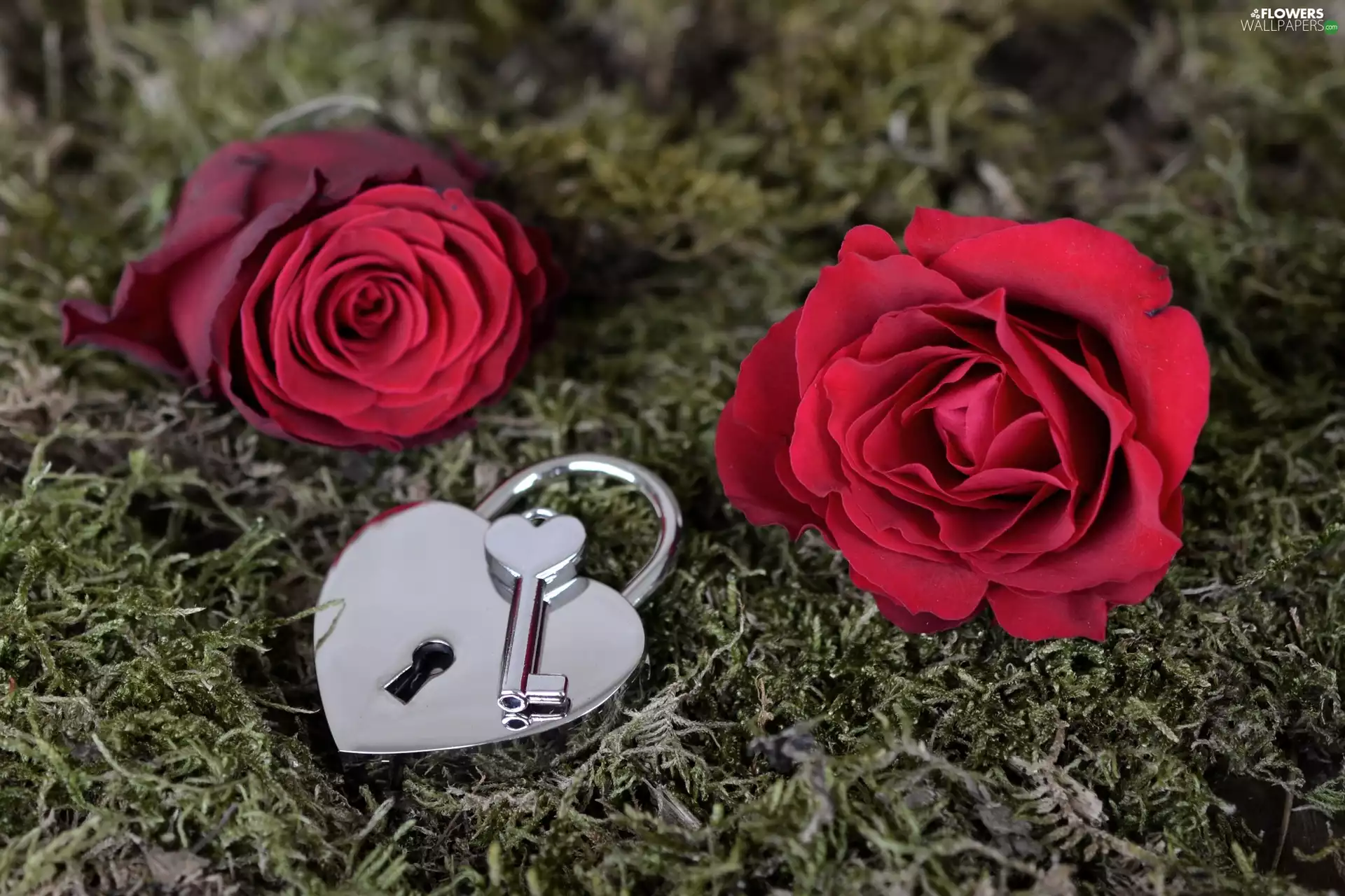 padlock, The key, Flowers, roses, Moss