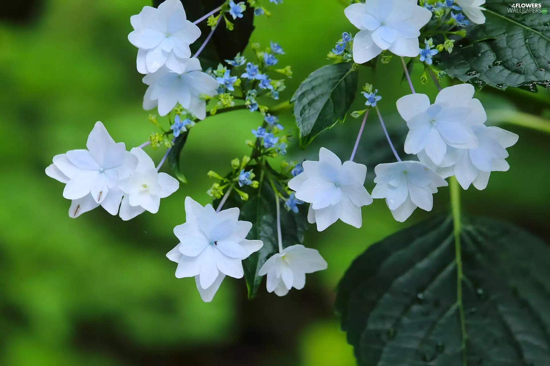Twigs, Flowers, Mountain Hydrangea, White