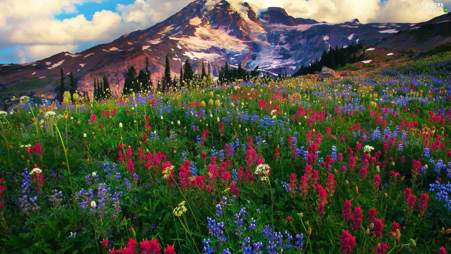 Mountains, lupine, Meadow, Flowers