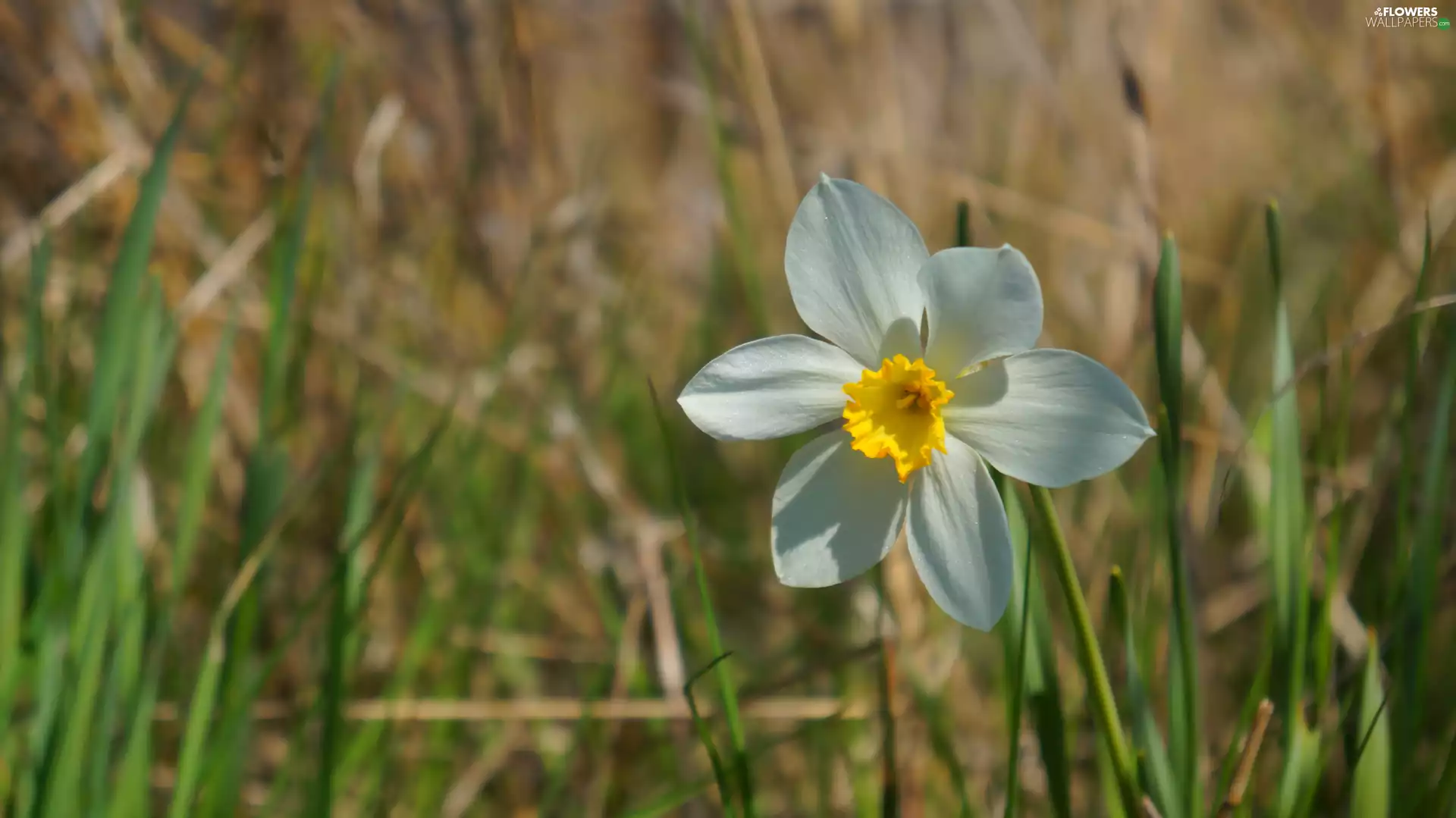 narcissus, White, Colourfull Flowers