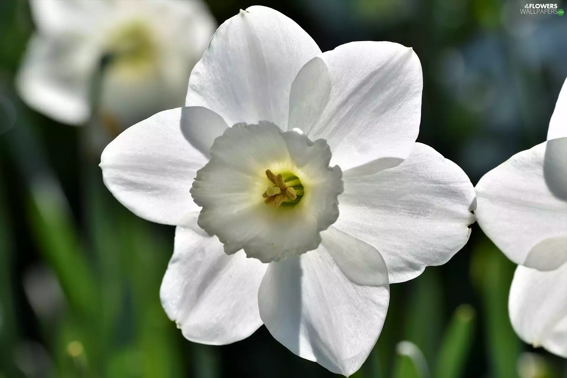 Colourfull Flowers, narcissus, rapprochement, White