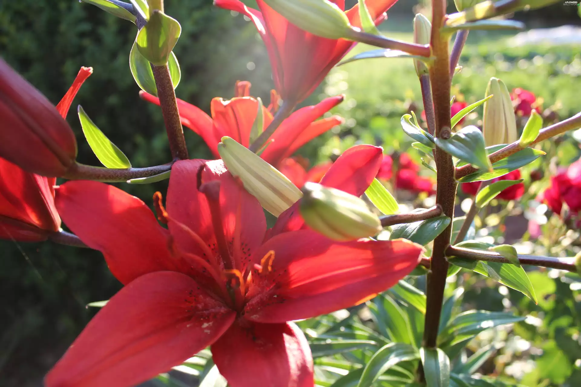 nature, Red, lilies, Flowers
