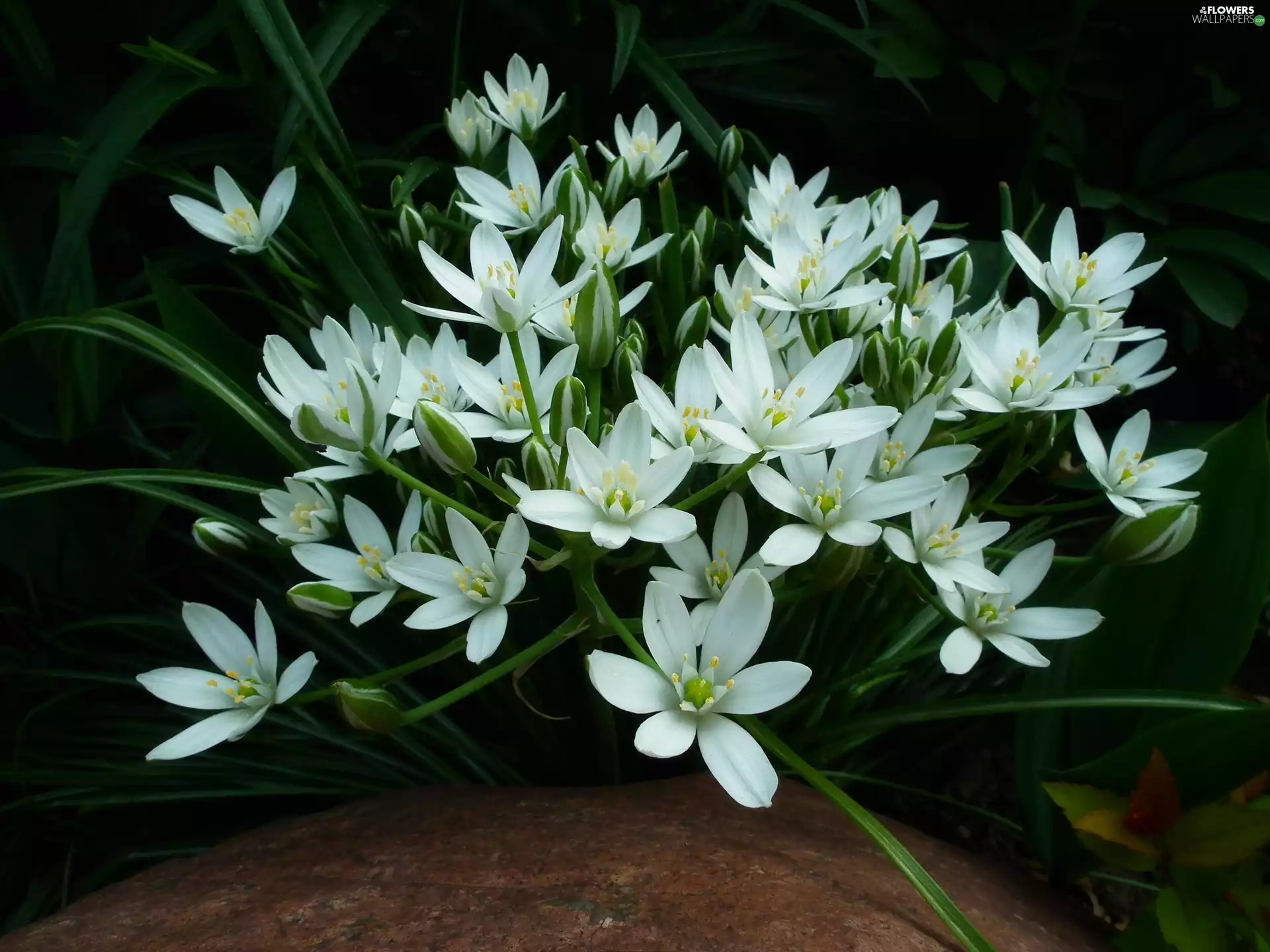 nature, White, Ornithogalum, Flowers