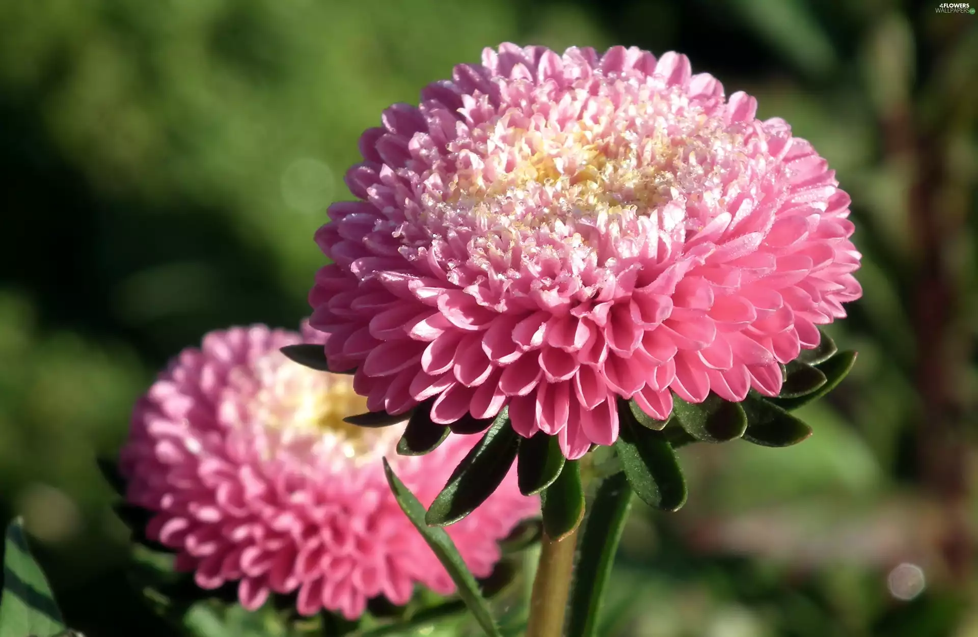 nature, Astra, Pink, Flowers