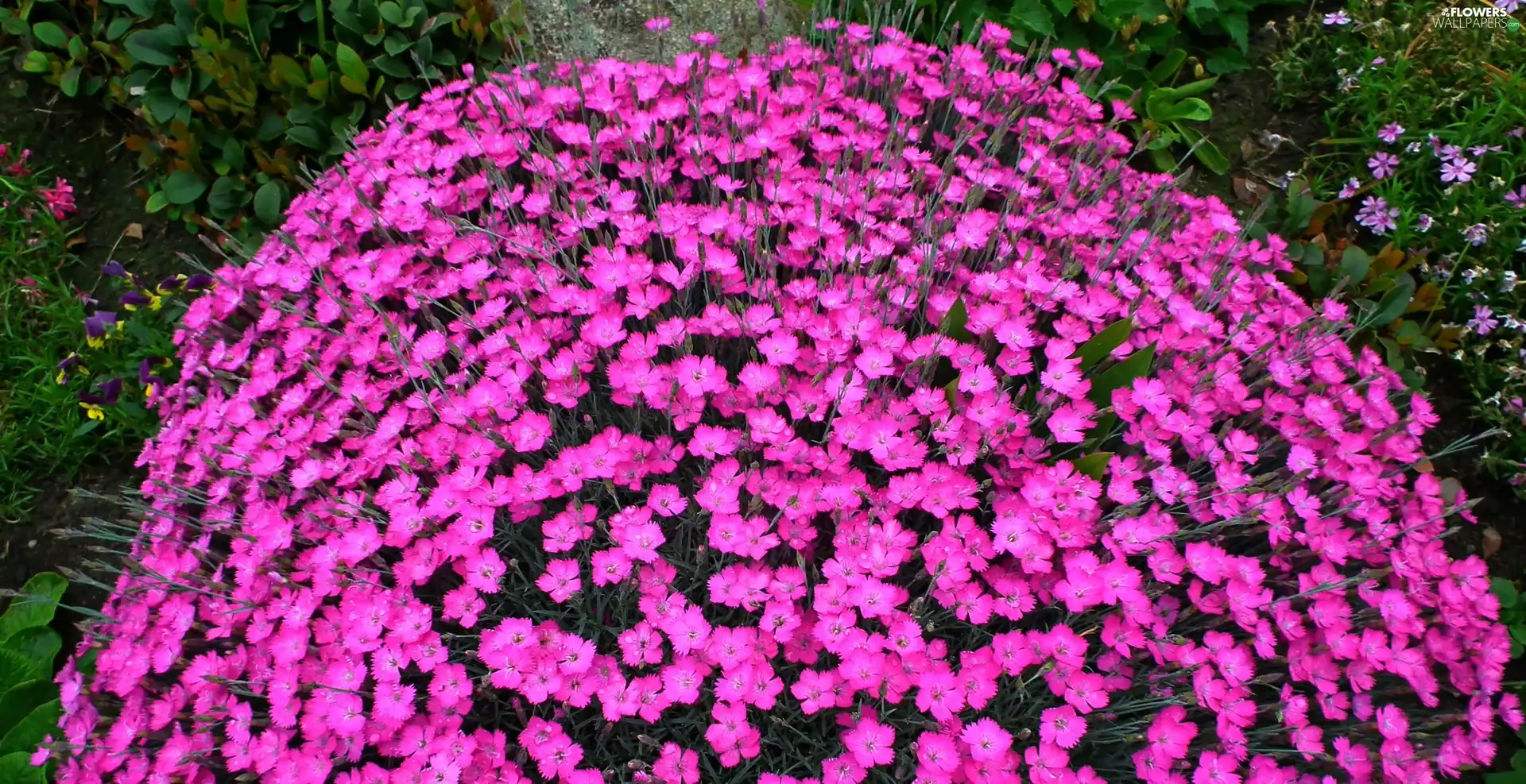 nature, Cloves, Pink, Flowers