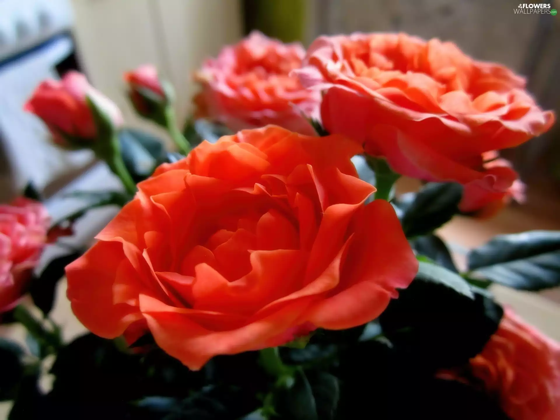 nature, roses, Red, Flowers