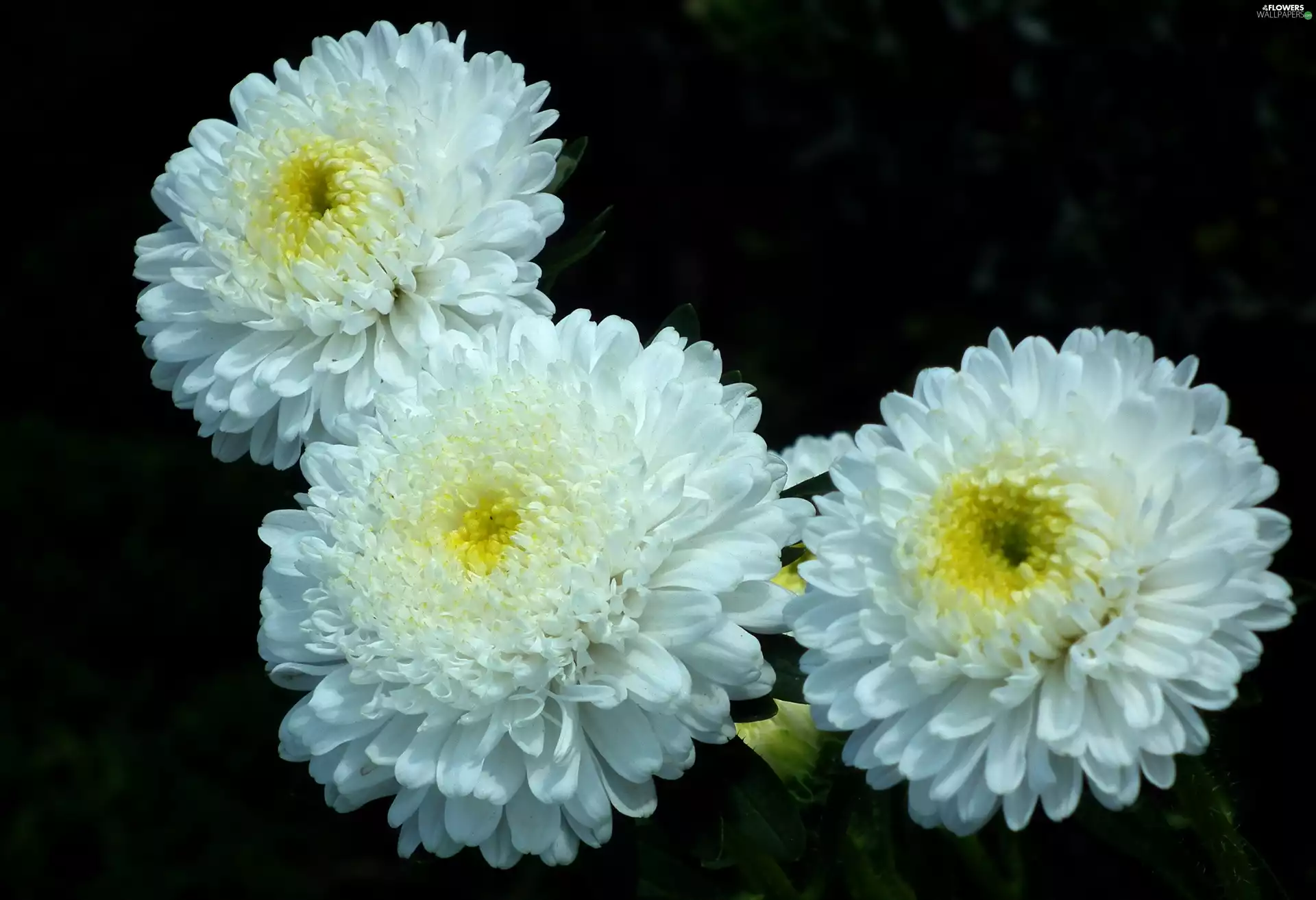 nature, Astra, White, Flowers