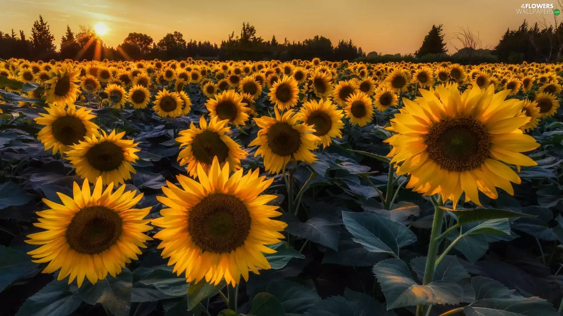 Nice sunflowers, Yellow, Flowers