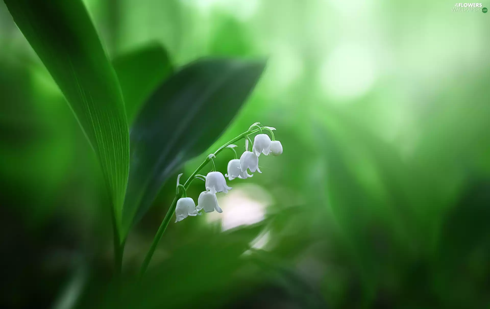 White, lily of the Valley, Leaf, Colourfull Flowers