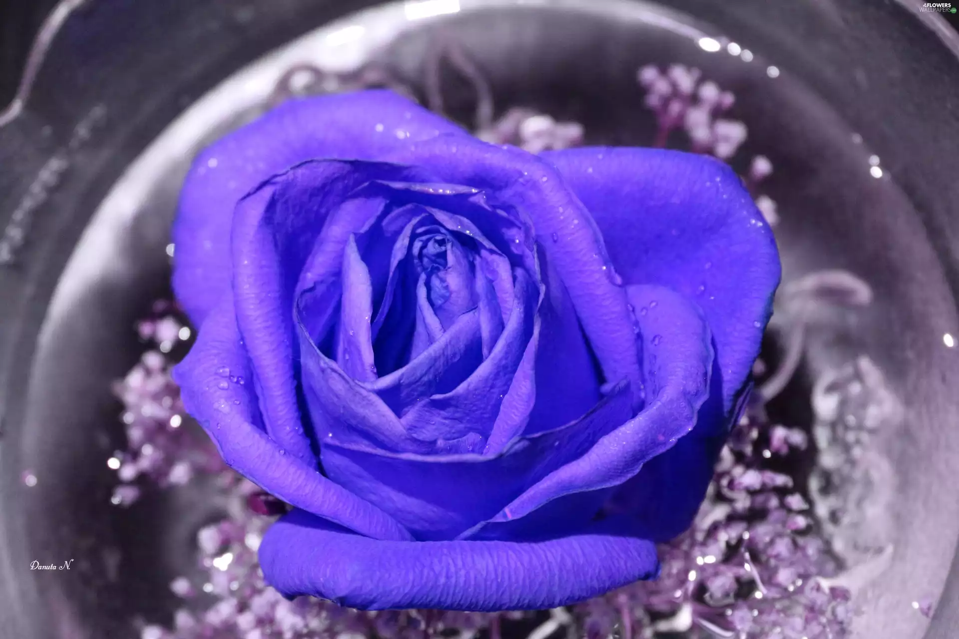 Colourfull Flowers, one, Blue, rose